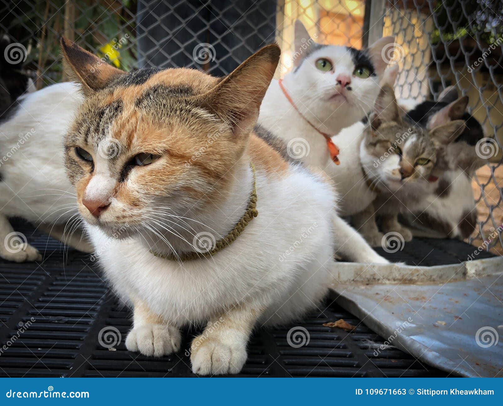 Cat in cage sleeping stock image. Image of cage, color 109671663