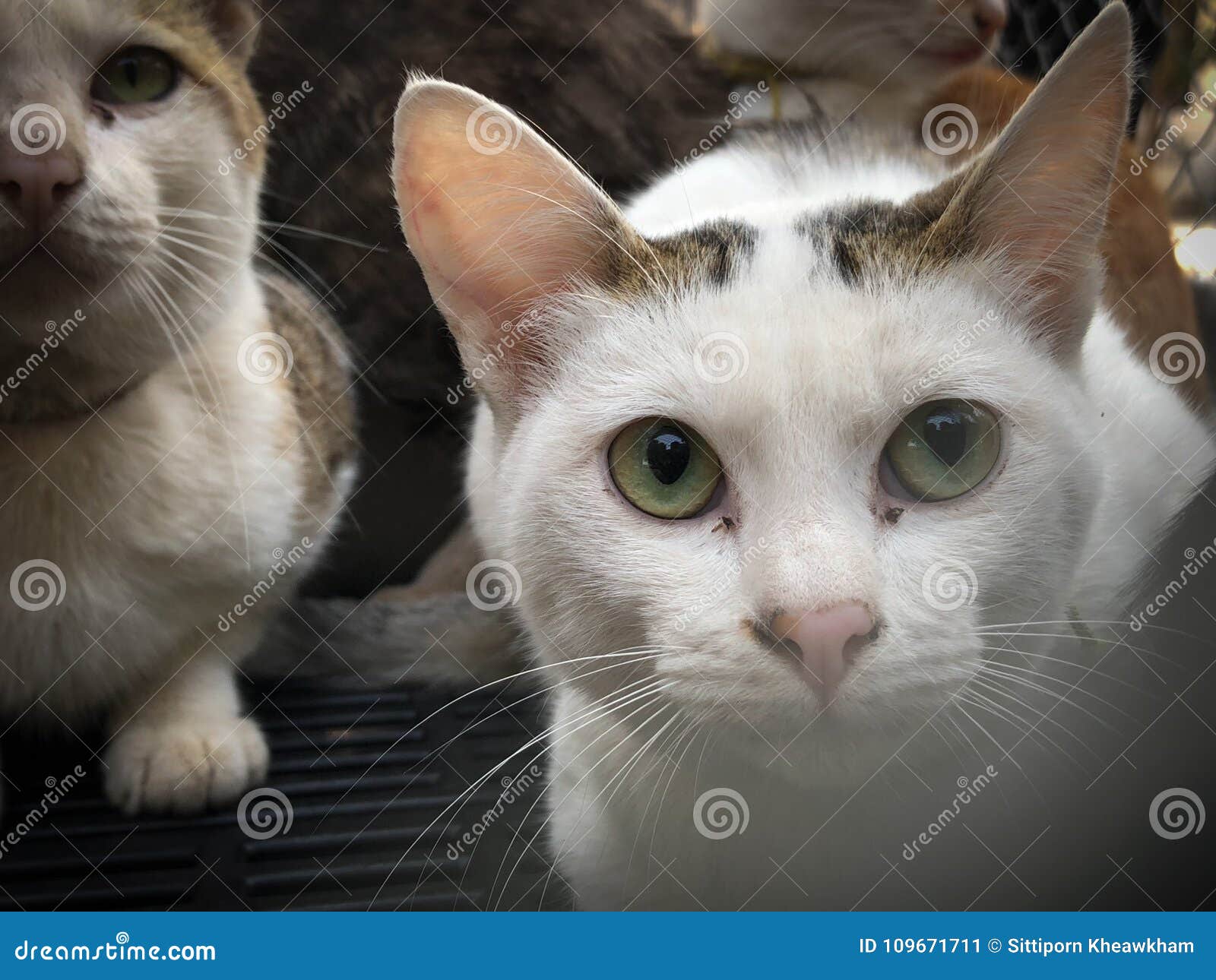 Cat in cage sleeping stock image. Image of close, hair 109671711
