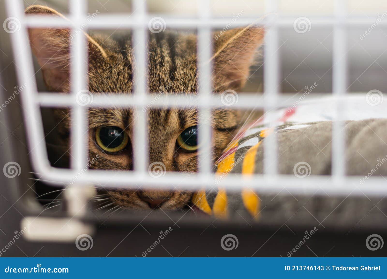 Cat in the Cage at the Veterinary Clinic Stock Image Image of eyes