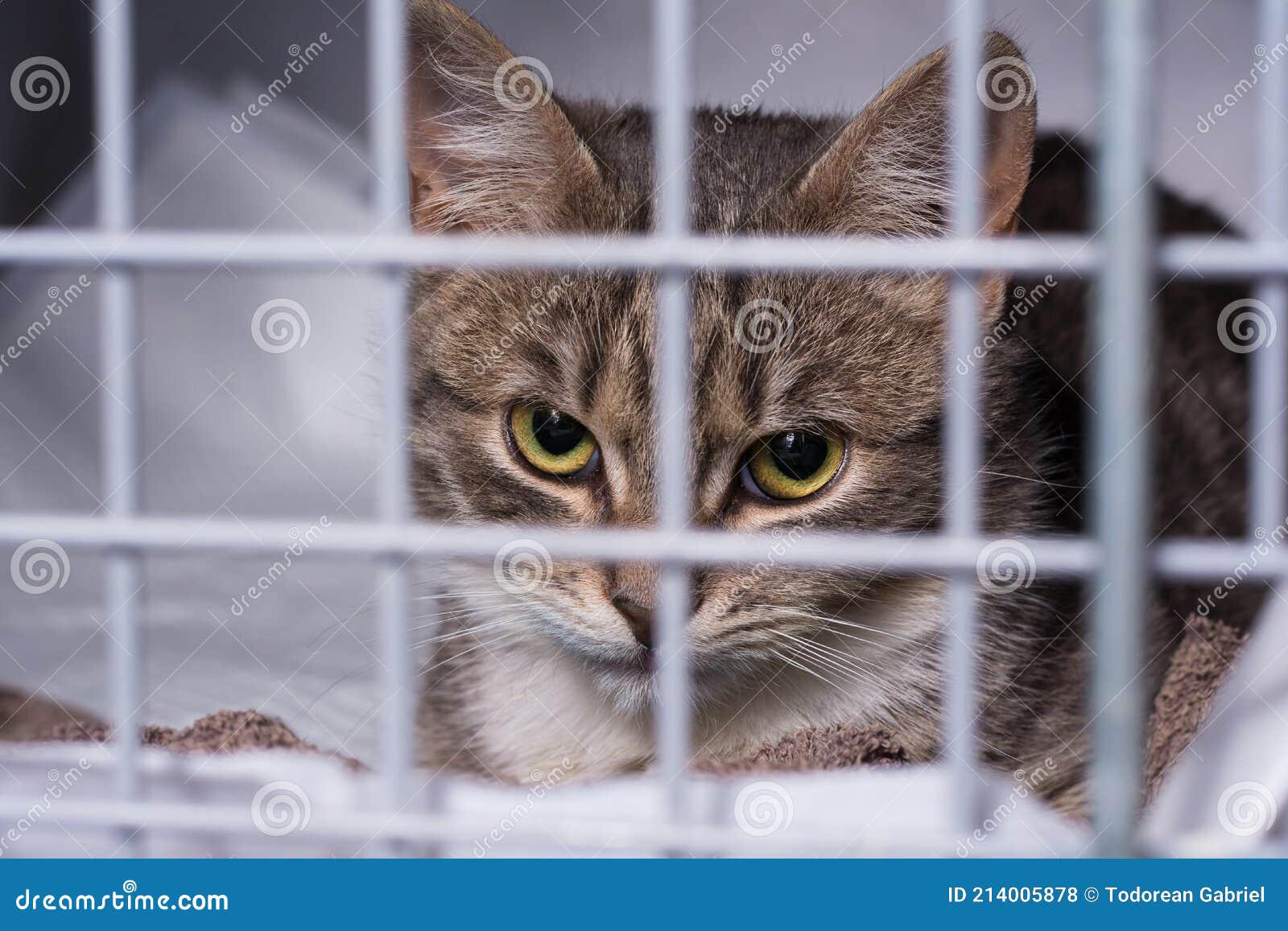 Cat in the Cage at the Veterinary Clinic Stock Photo Image of cage