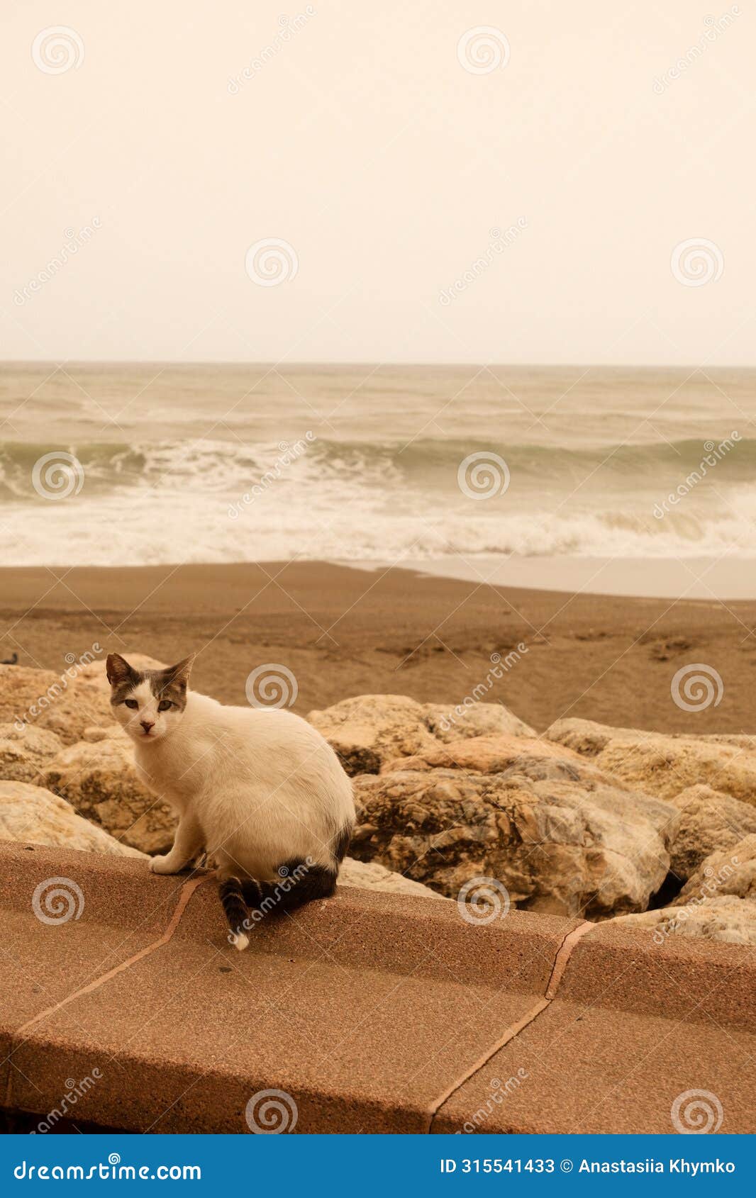 cat during the calima in torremolinos