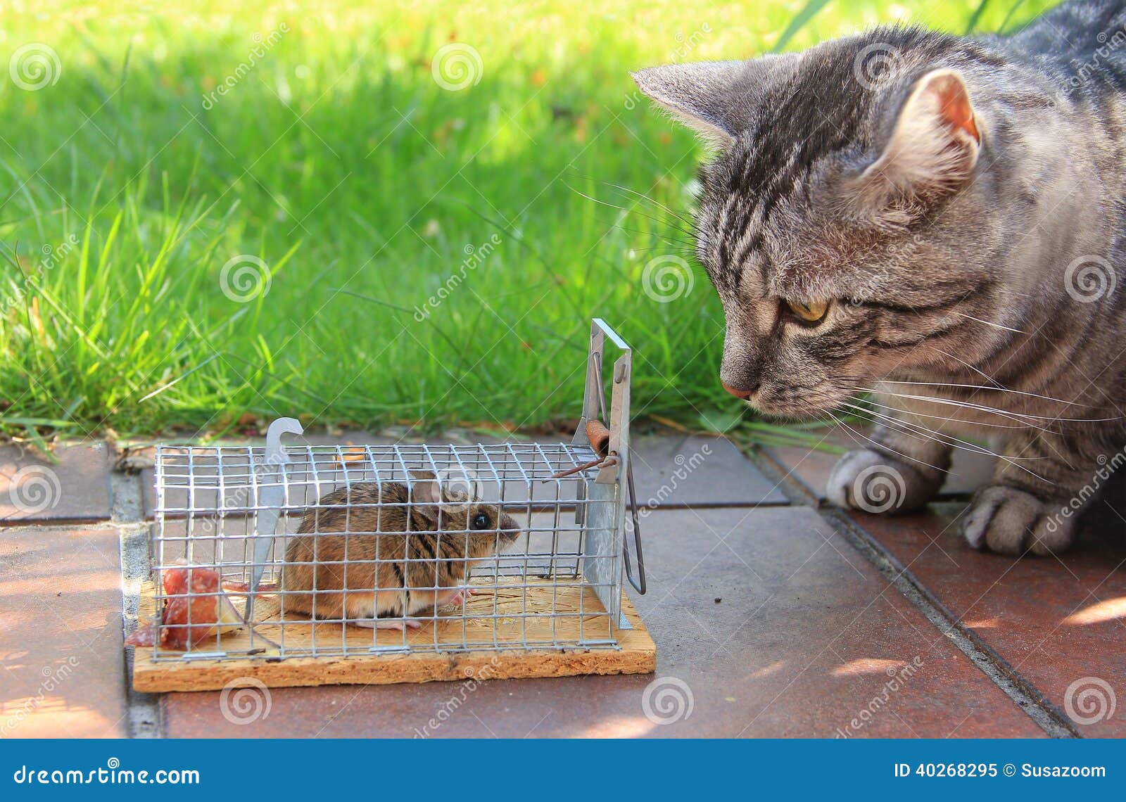 Mouse Live Trap with Captured Mouse, Outdoors Stock Photo - Image of  danger, equipment: 40268316