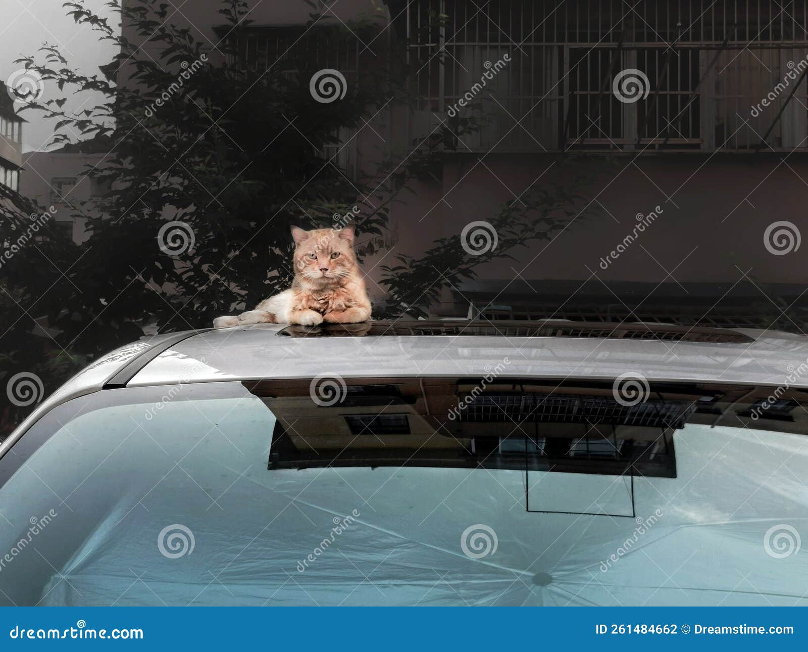 Cat on a car stock photo. Image of site, animal 261484662