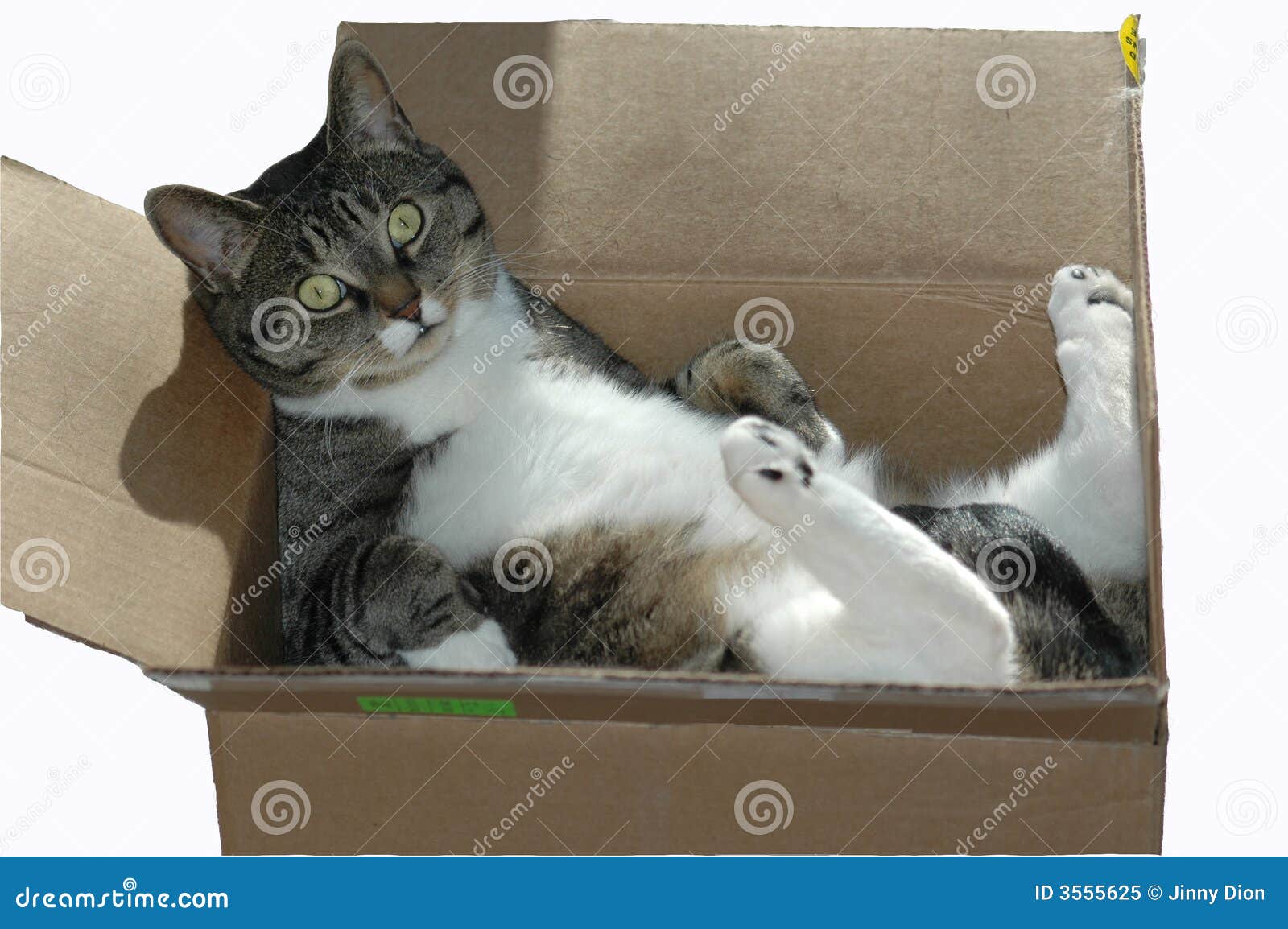 cat in a cardboard box