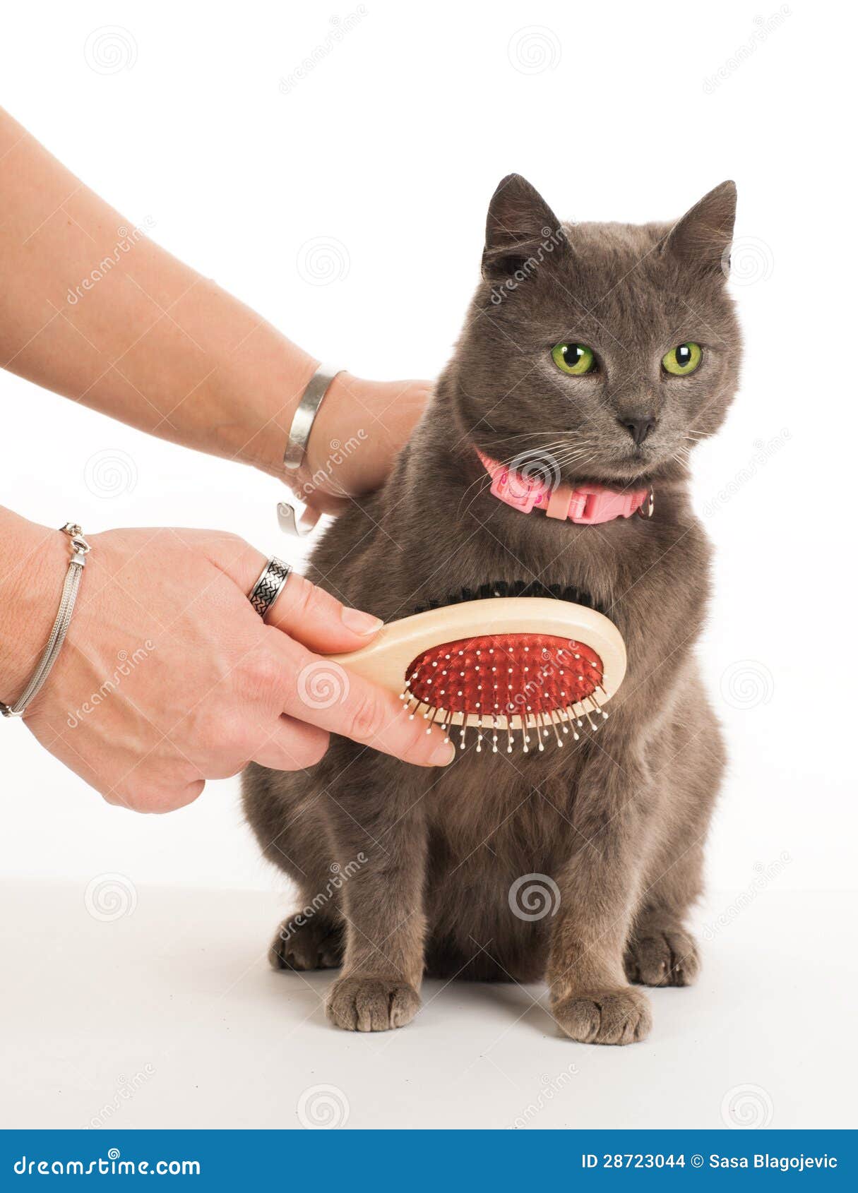 Cat care stock photo. Image of kitten, kitty, delightful 28723044