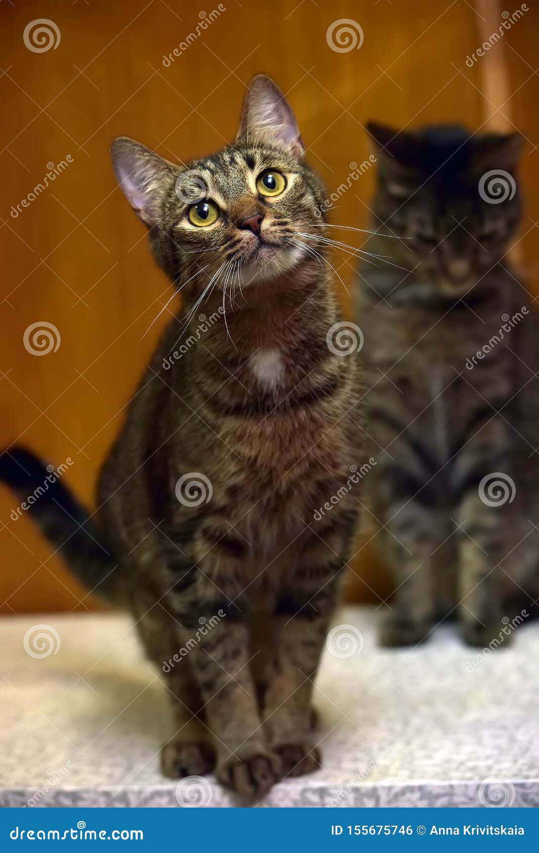 Cat with a careful look stock photo. Image of nature - 155675746