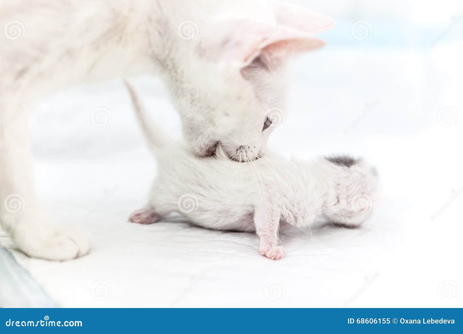 Cat carries a kitten stock image. Image of funny, care 68606155