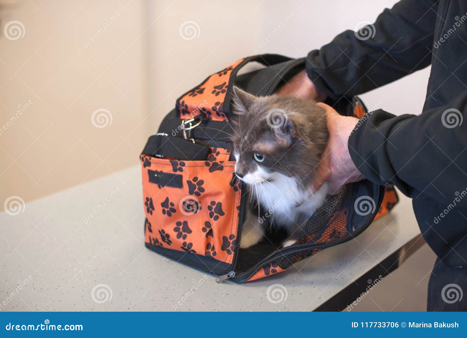 The Cat in the Carrying Bag and Hands. Copy Space Stock Photo Image of kitten, claws 117733706