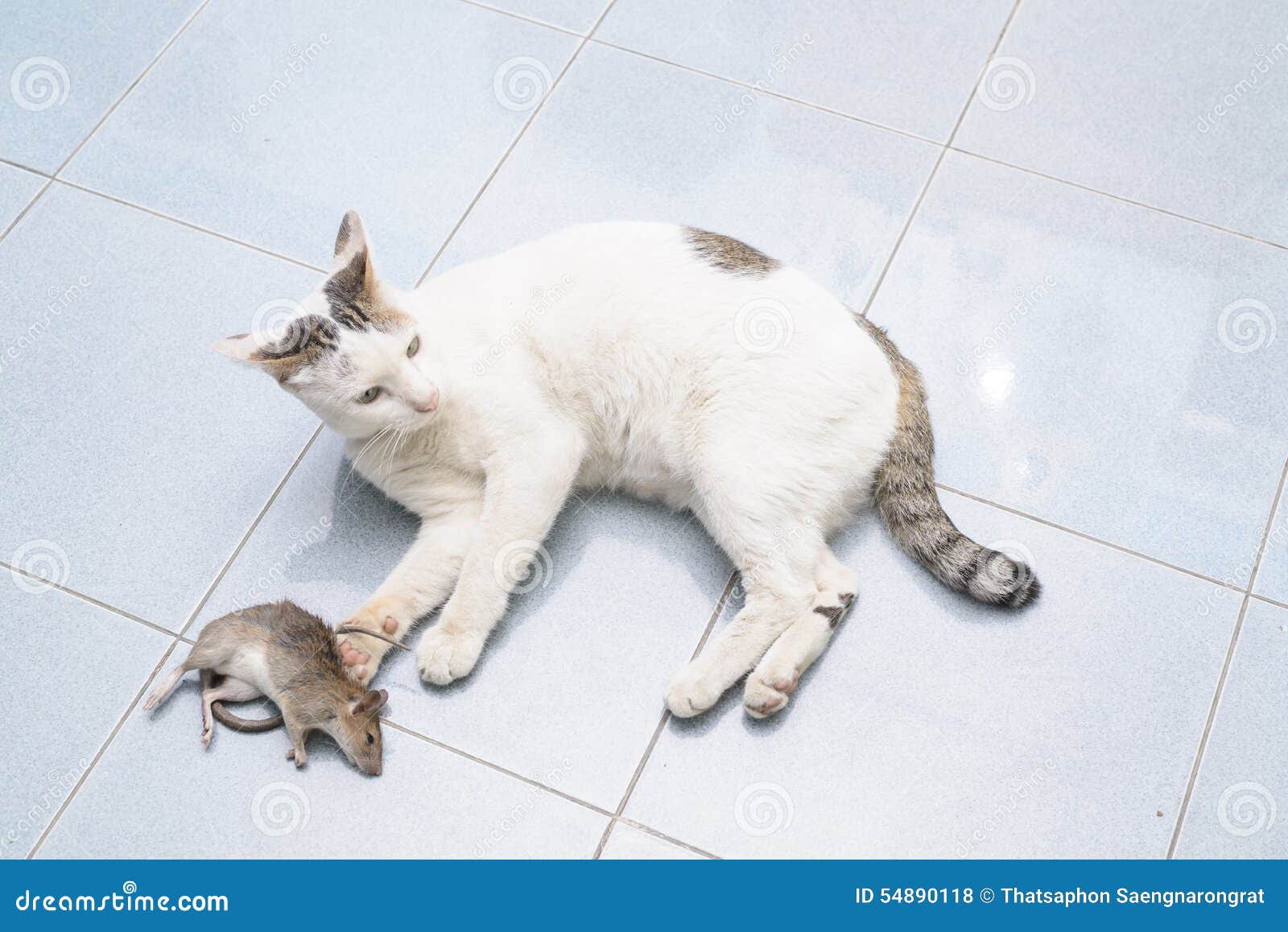 cat catching mouse