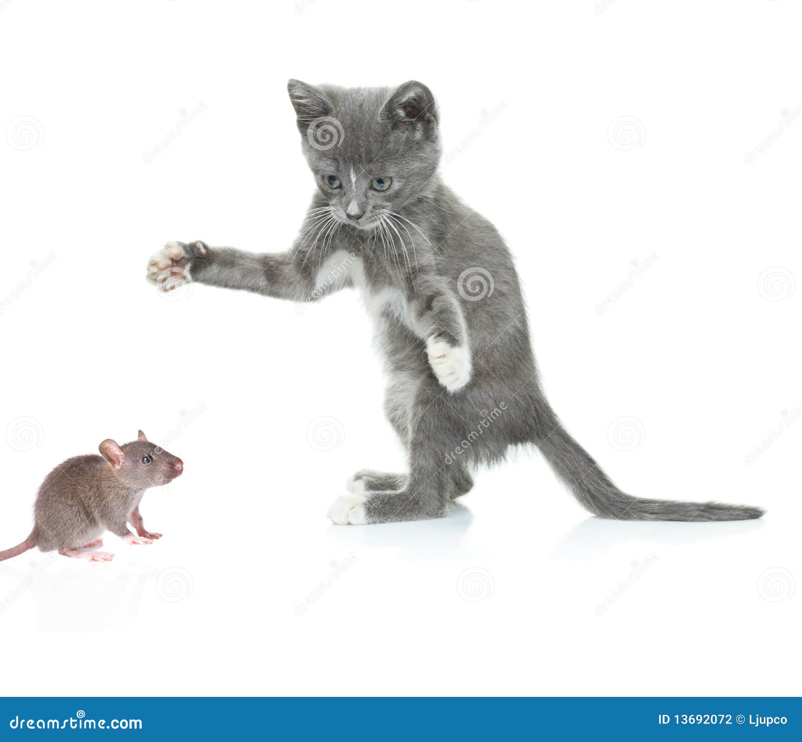 305 Cat Catching Mouse Stock Photos - Free & Royalty-Free Stock Photos from  Dreamstime