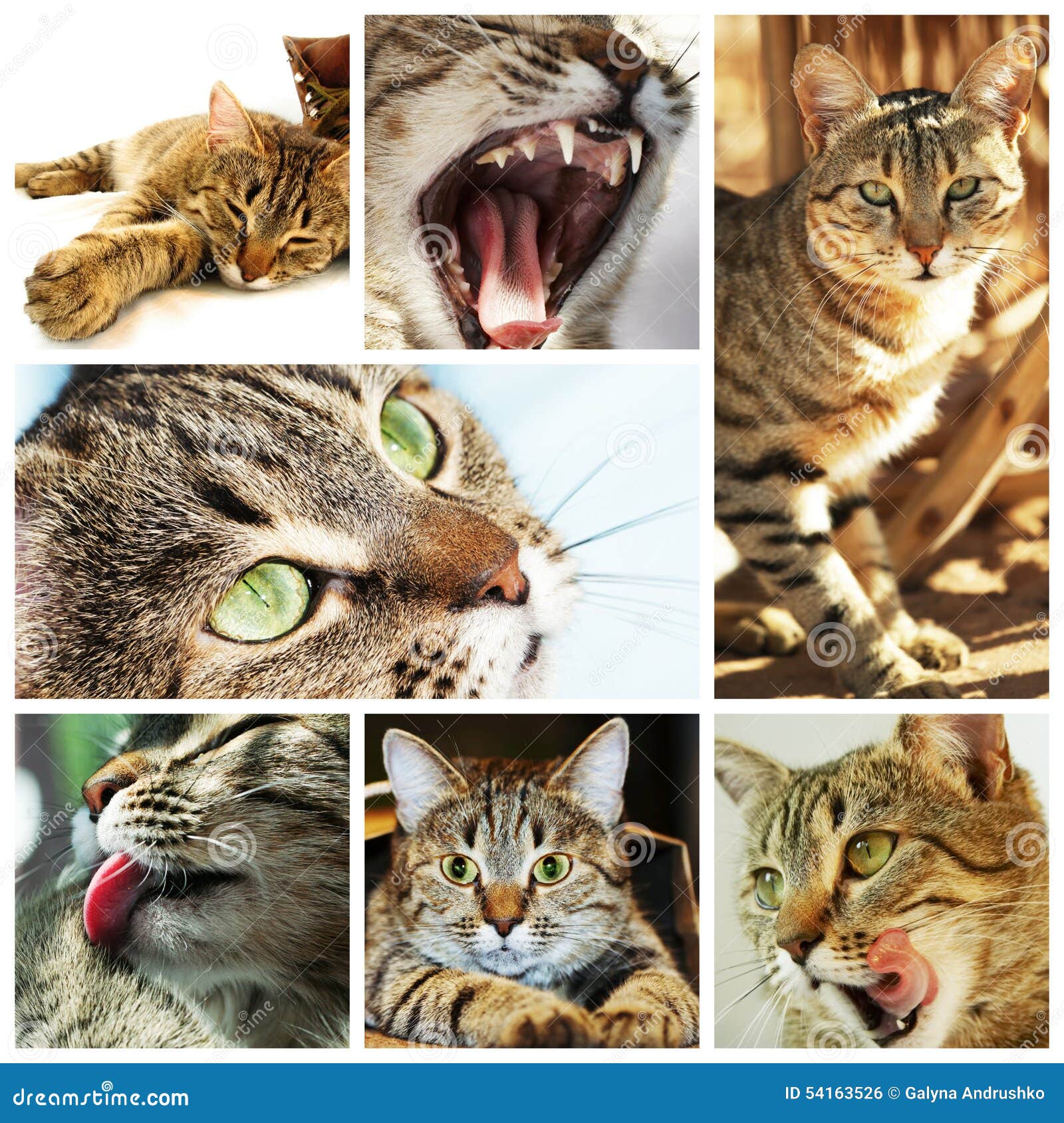 cats collage background