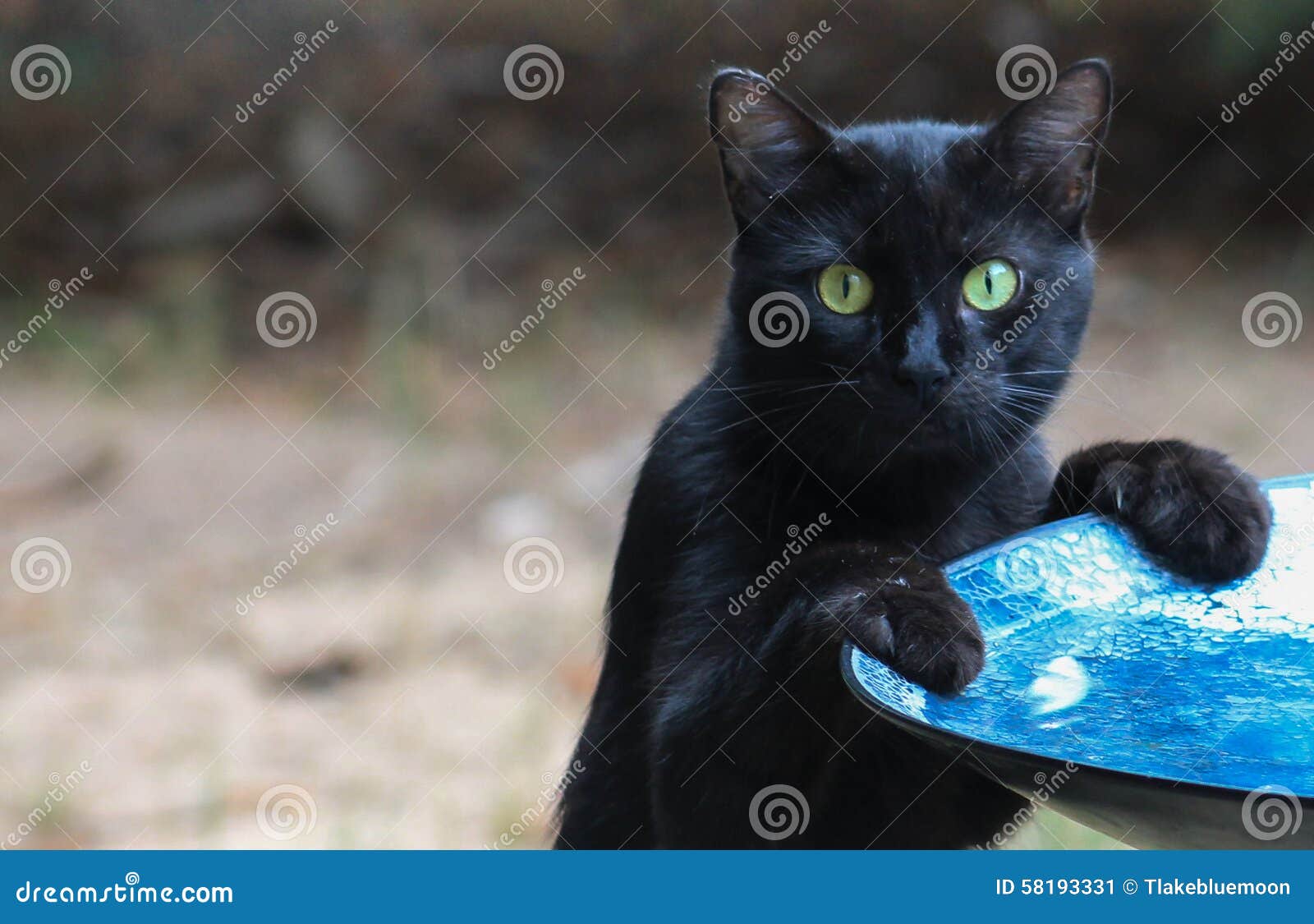 CatCaught at the Bird Bath Stock Image Image of backyard, blue 58193331