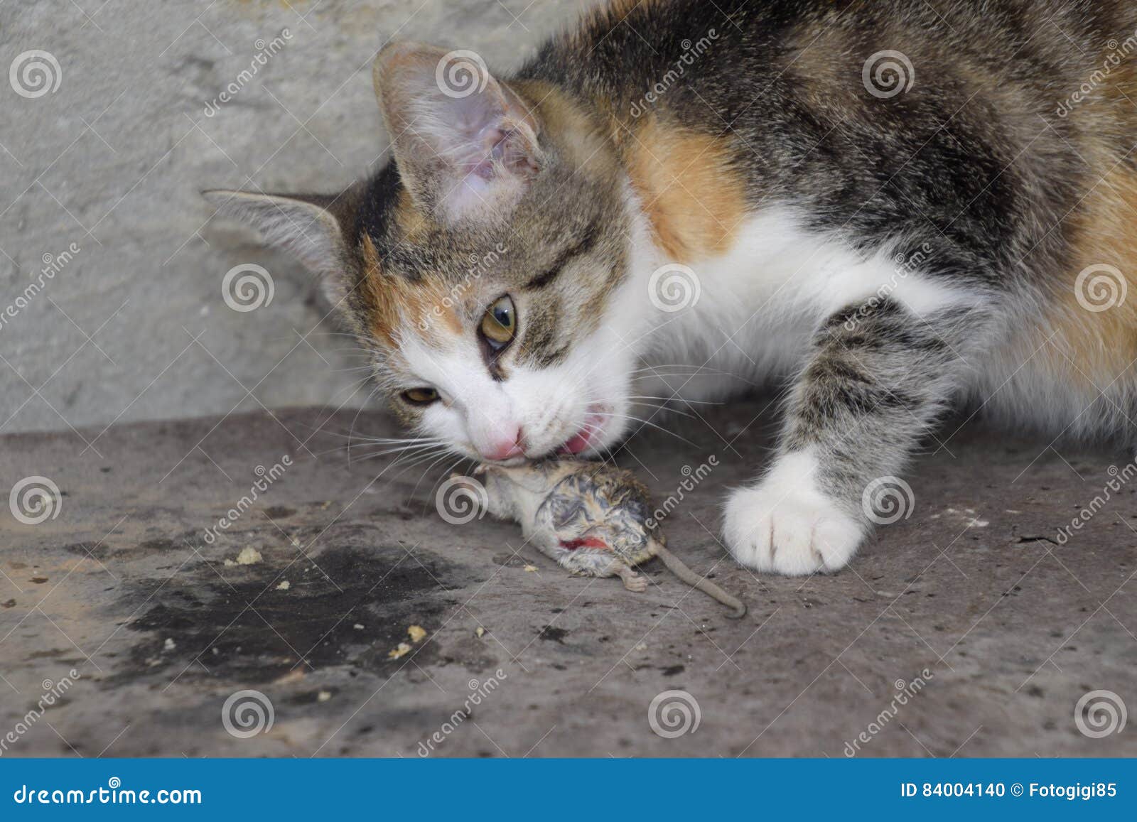 The Cat Caught the Mouse. the Cat Eats the Caught Mouse Stock Photo