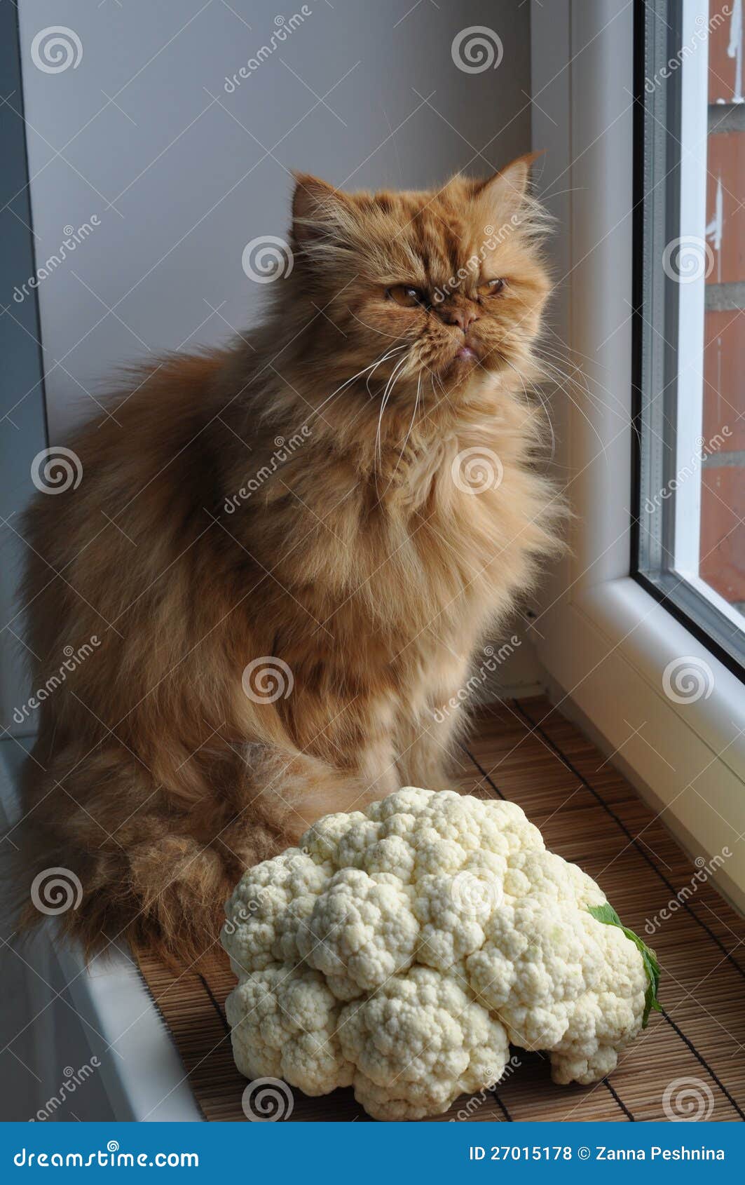 Cat cauliflower stock photo. Image of muzzle, cute, food 27015178