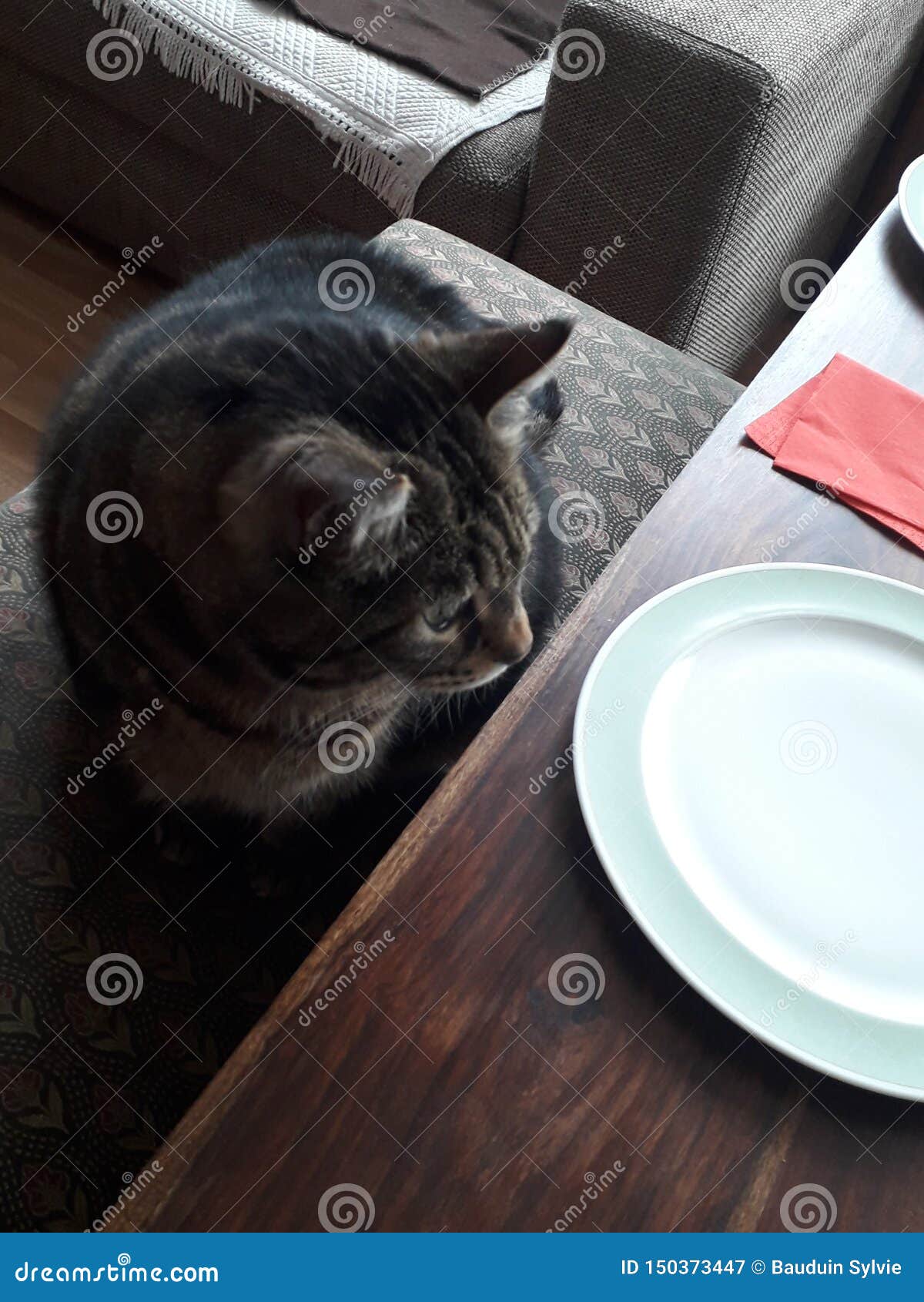 Cat stock image. Image of hungry, table, female 150373447