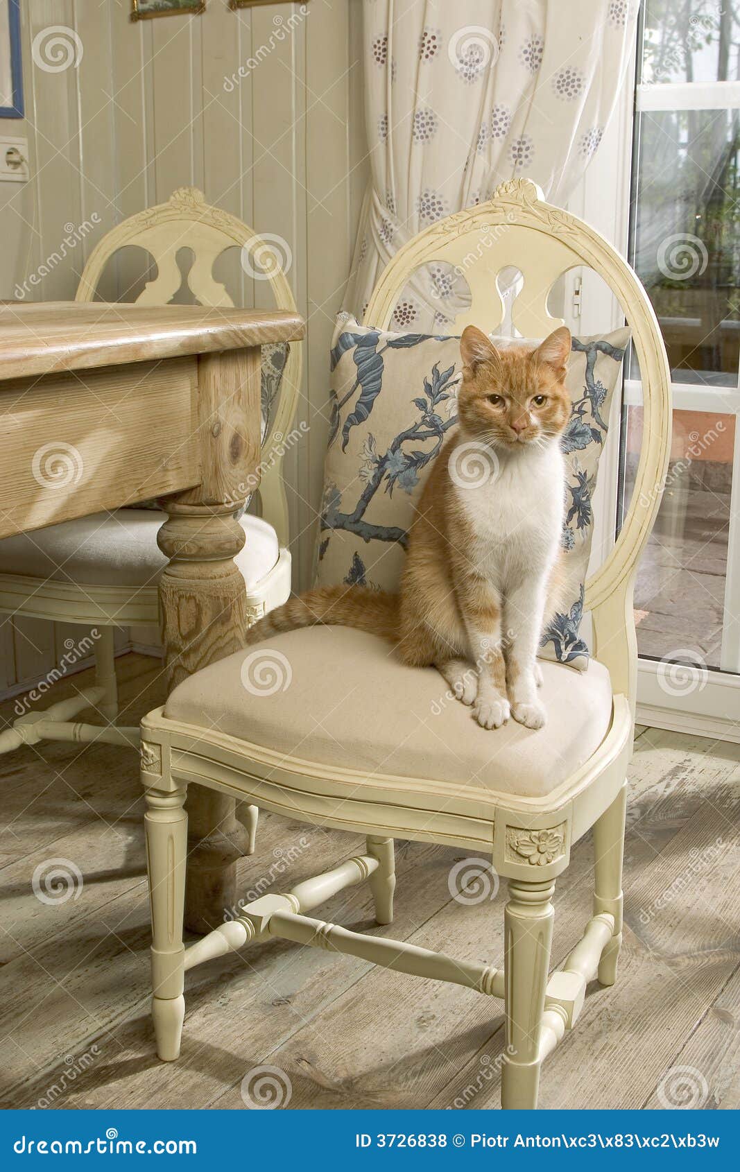 Cat on the chair stock photo. Image of kitchen, favorite 3726838