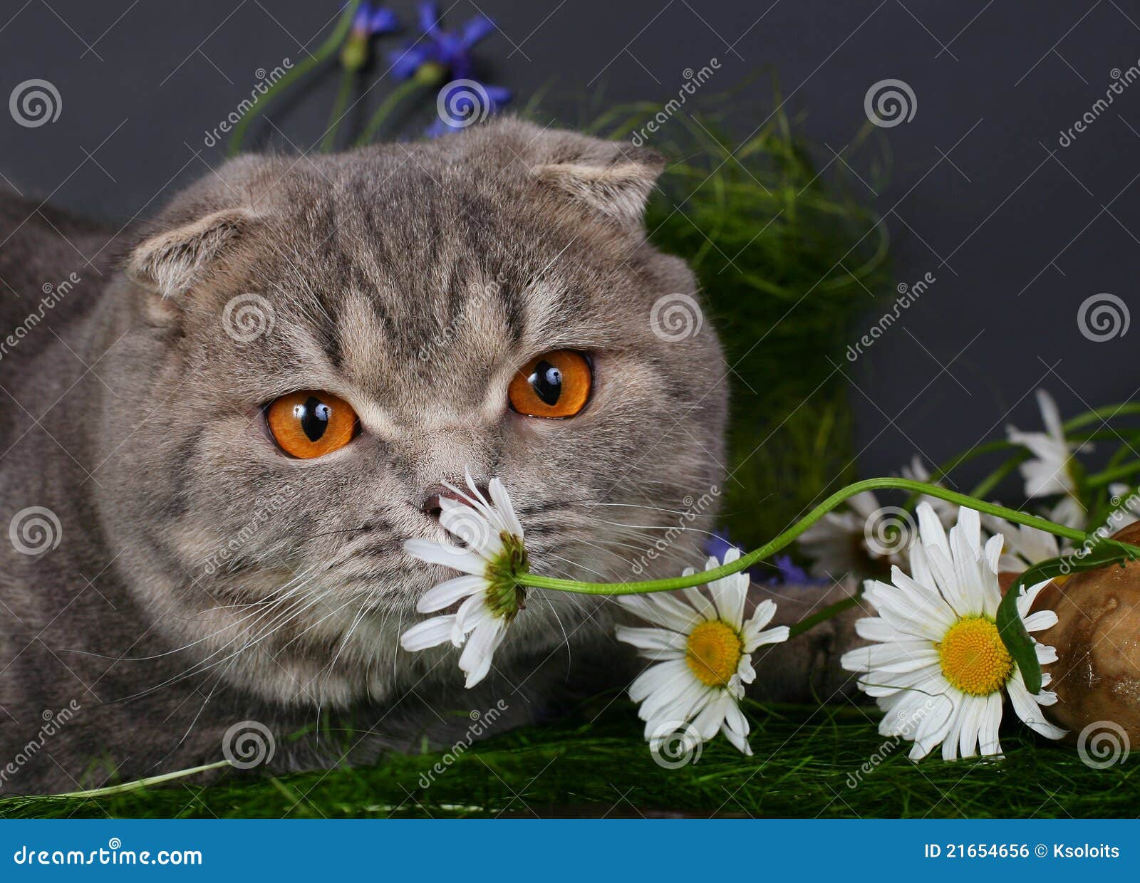 Cat with chamomiles stock photo. Image of colorful, looking 21654656