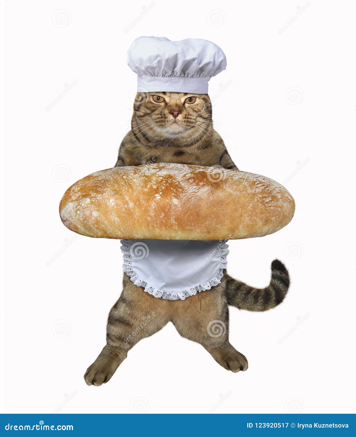 cat baking bread
