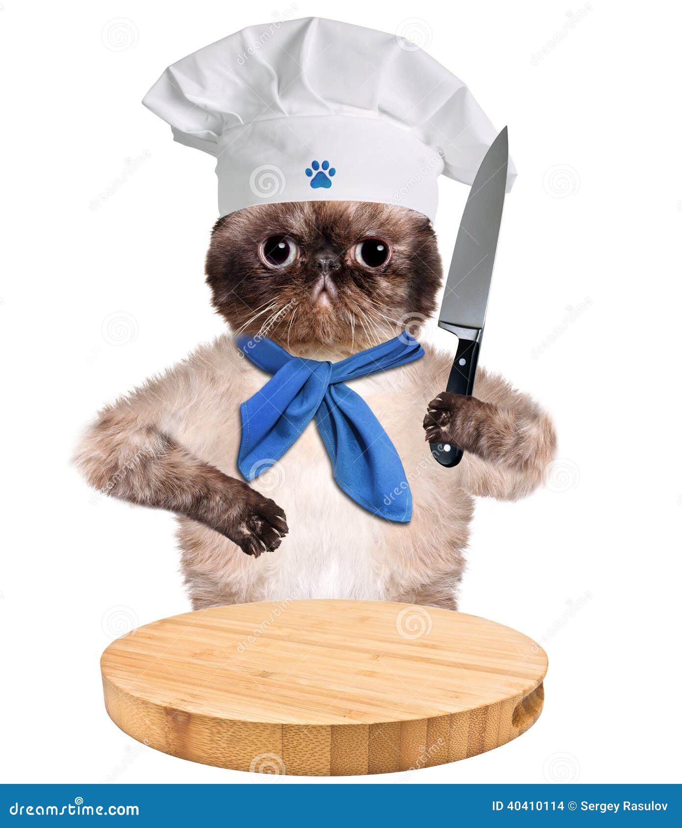 Cat chef stock photo. Image of lunch, fork, hold, comical 40410114
