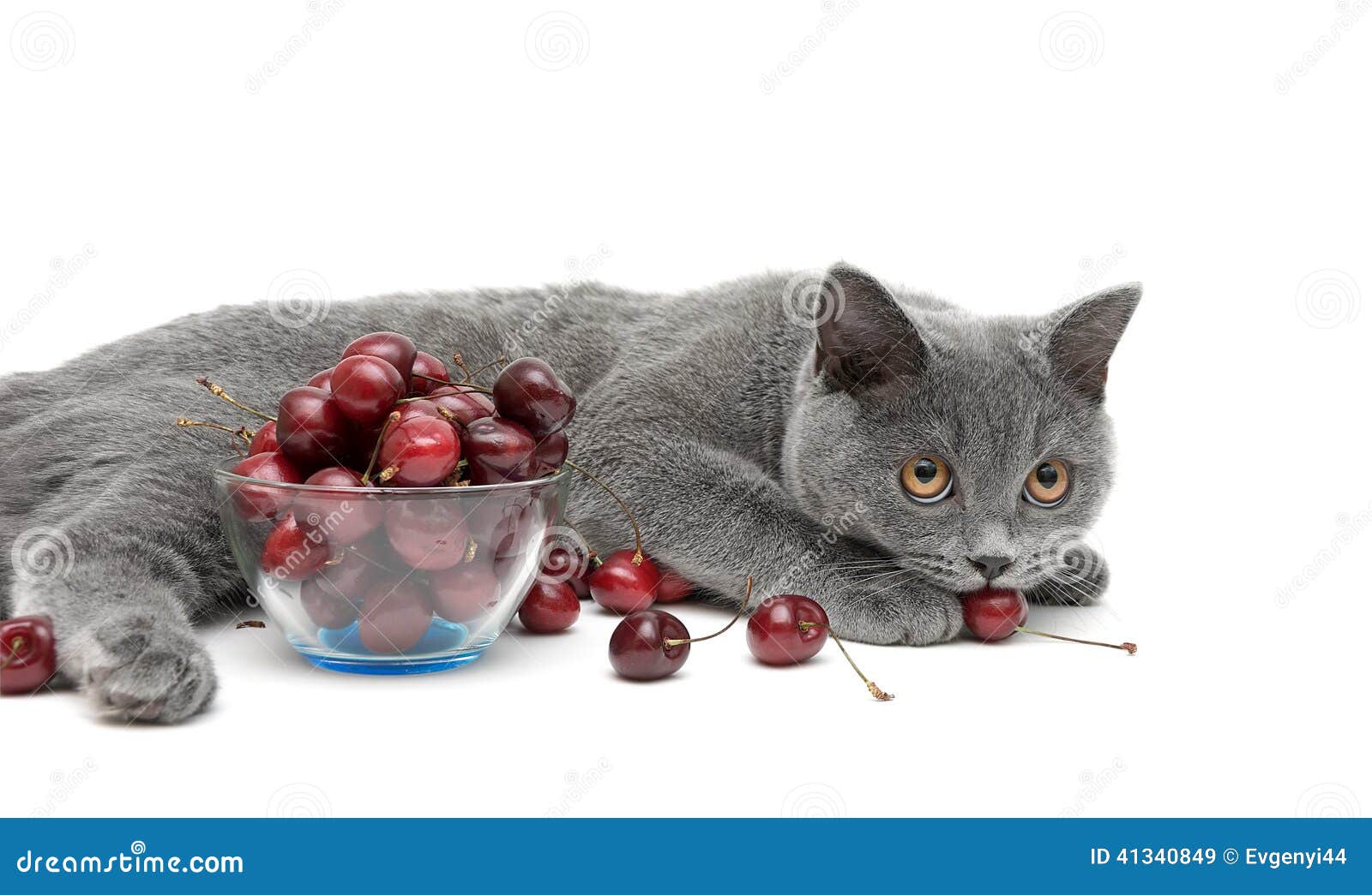 Cat and Cherry on a White Background Stock Image - Image of british ...