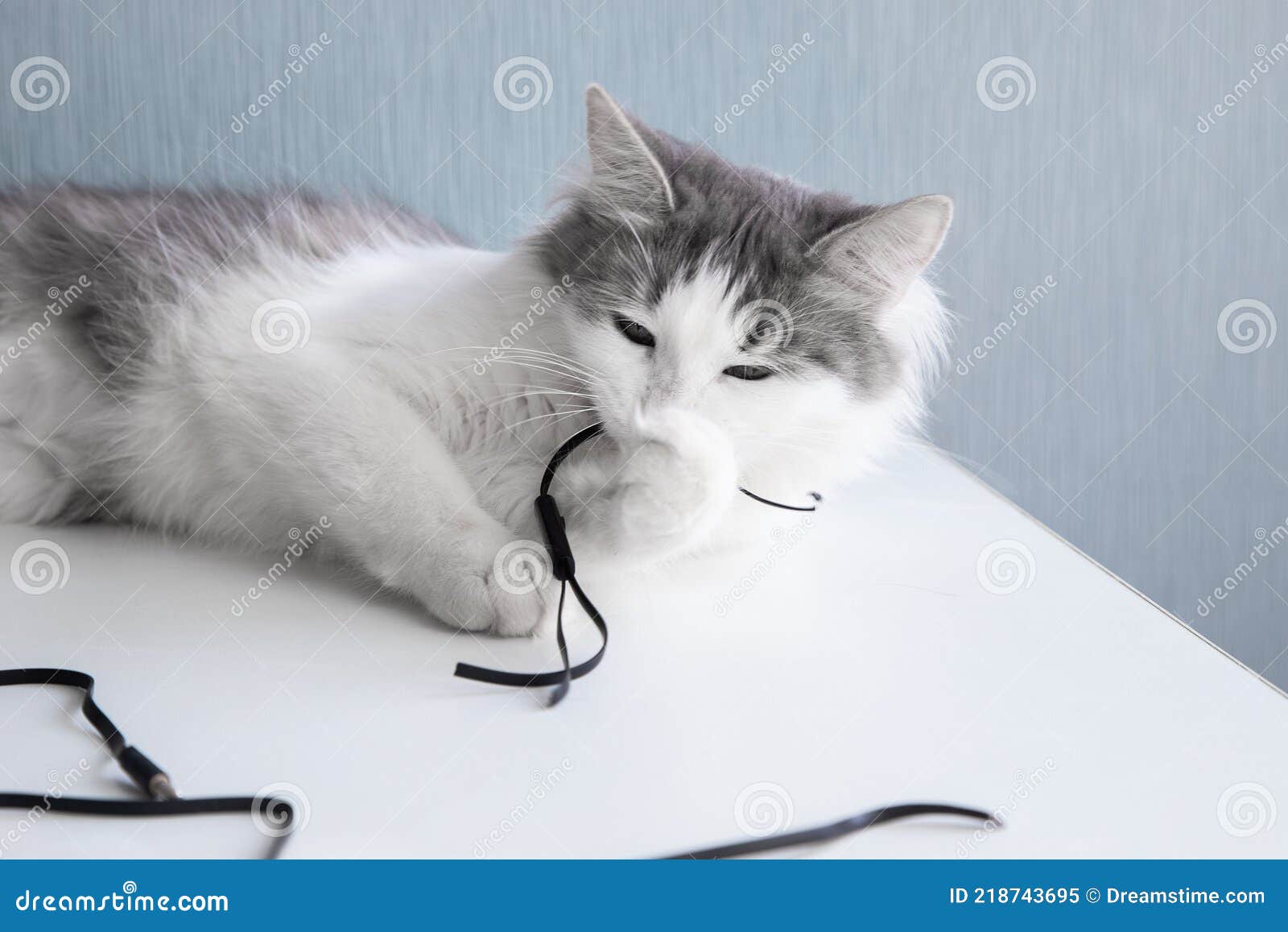 The Cat is Chewing on the Earphones Stock Image Image of habit