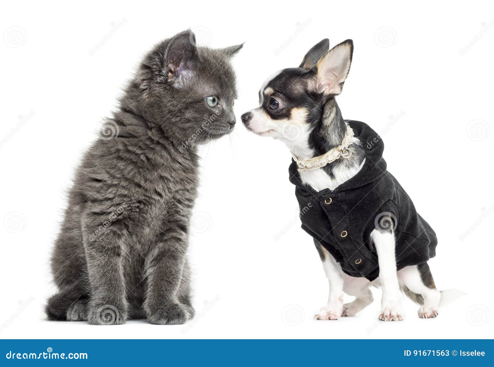 cat and chihuahua dressed looking at each other