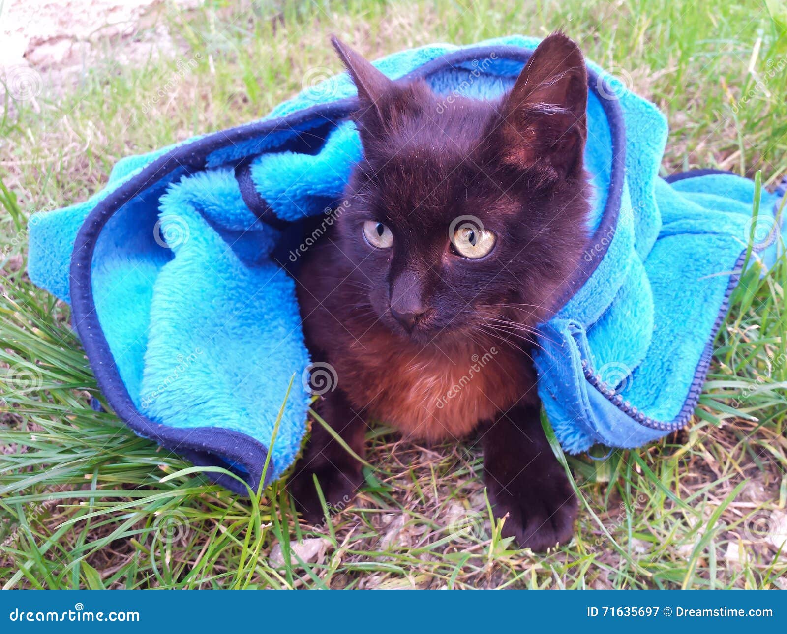 Cat in children clothes. stock image. Image of mamal 71635697