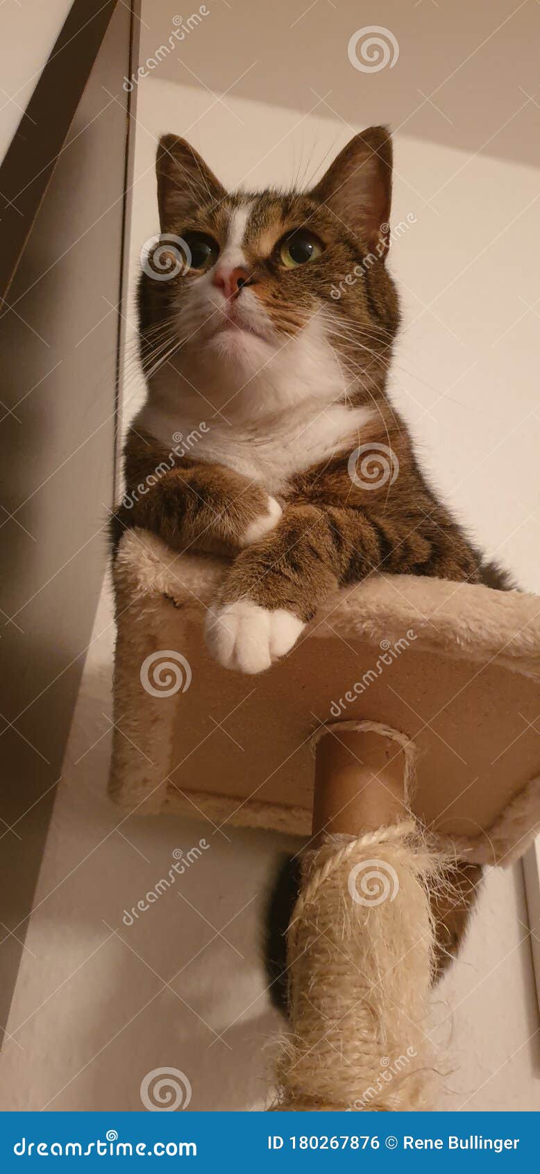 The Cat chill stock photo. Image of carnivore, whiskers 180267876