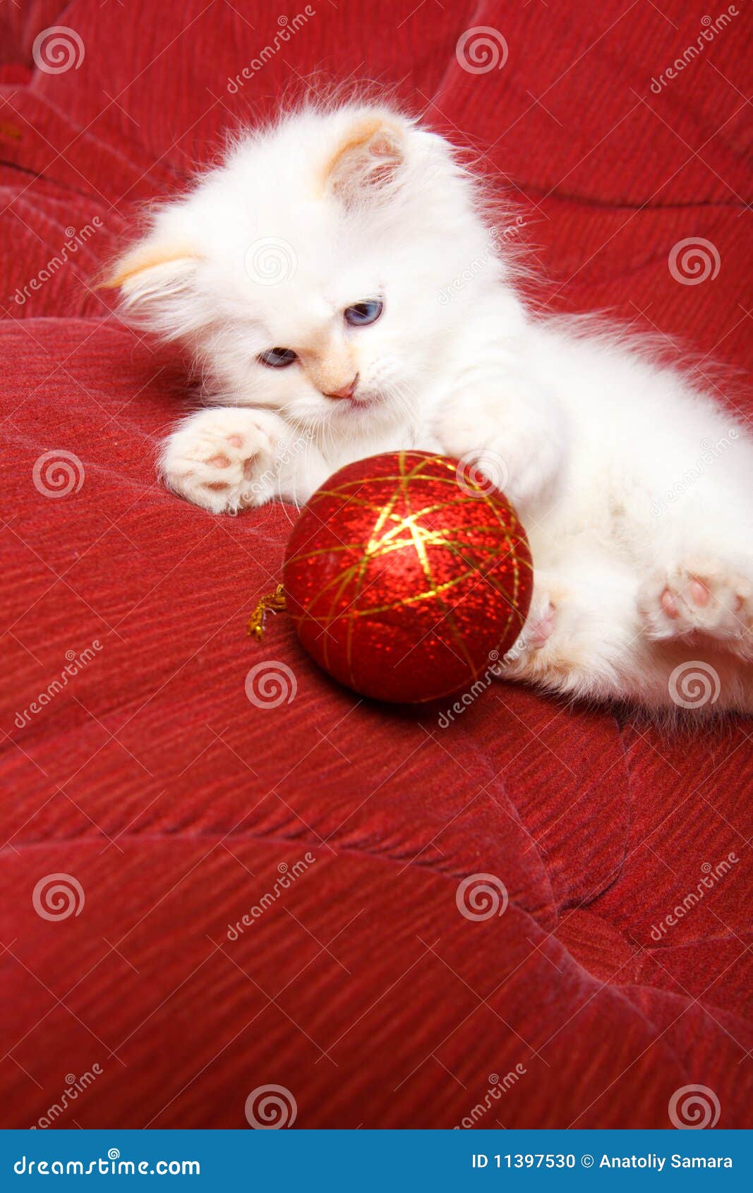 Cat with Christmas ball stock photo. Image of kitty, small 11397530