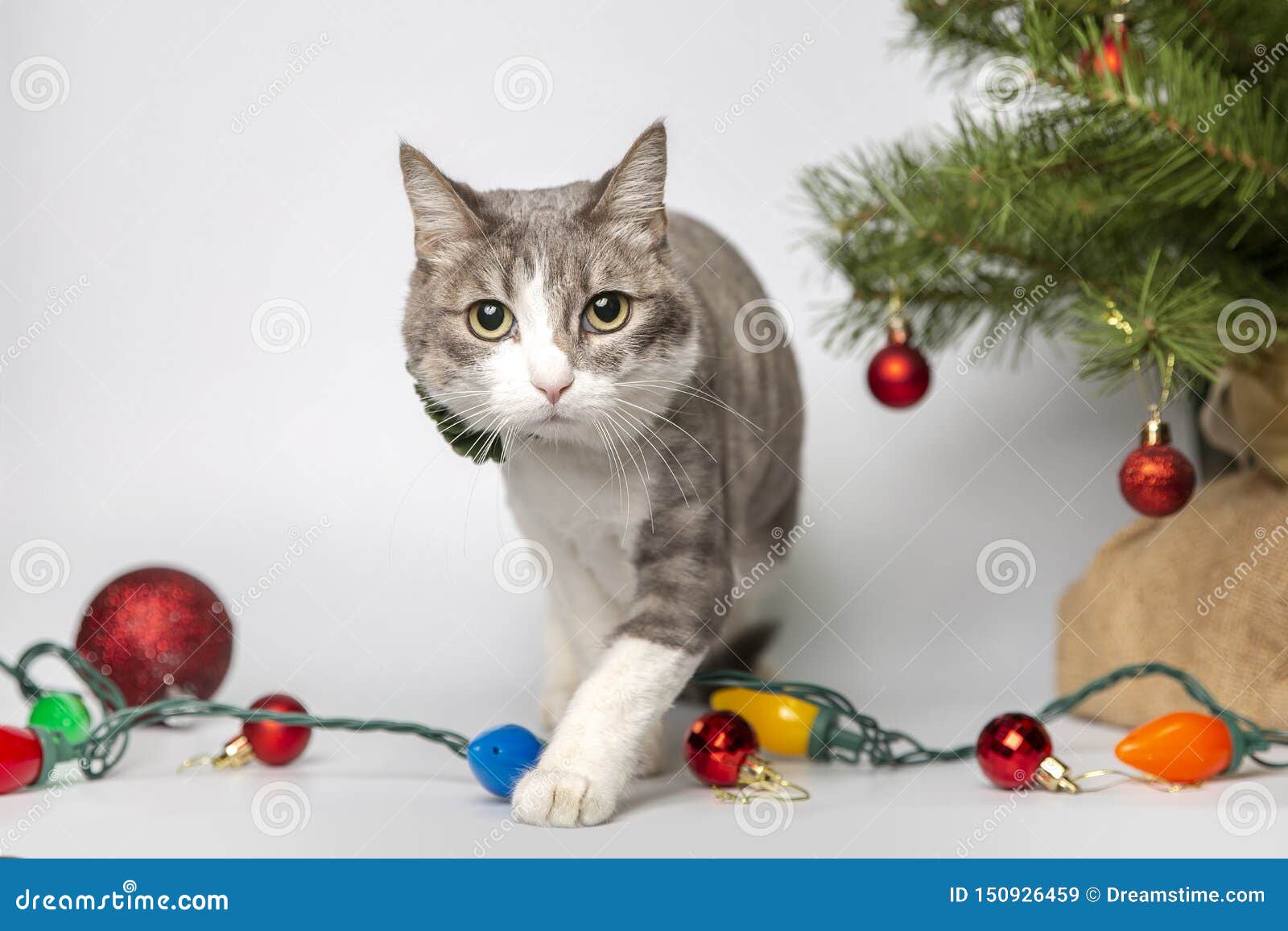 Cat with Christmas Balls in Studio Stock Image Image of eyes, bokeh
