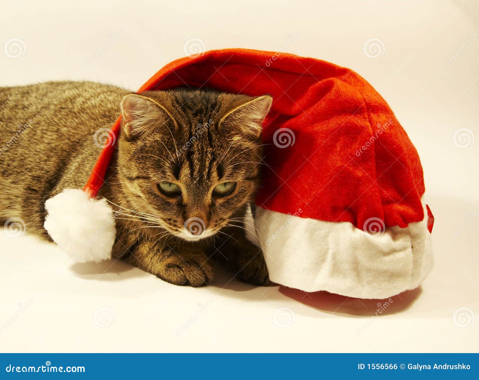 Cat and christmas hat stock photo. Image of festive, elements 1556566
