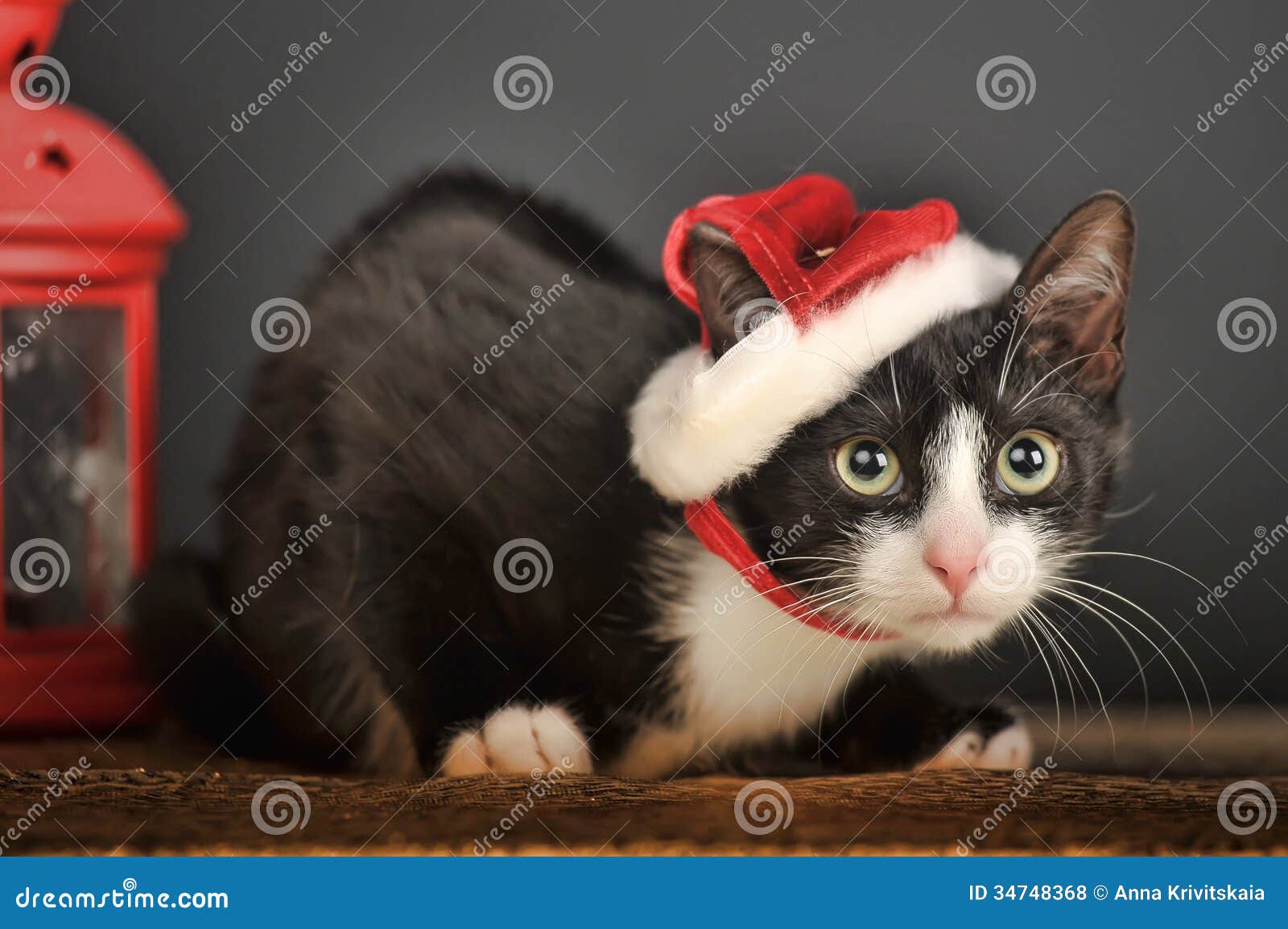 Cat in Christmas hat stock photo. Image of festive, green 34748368