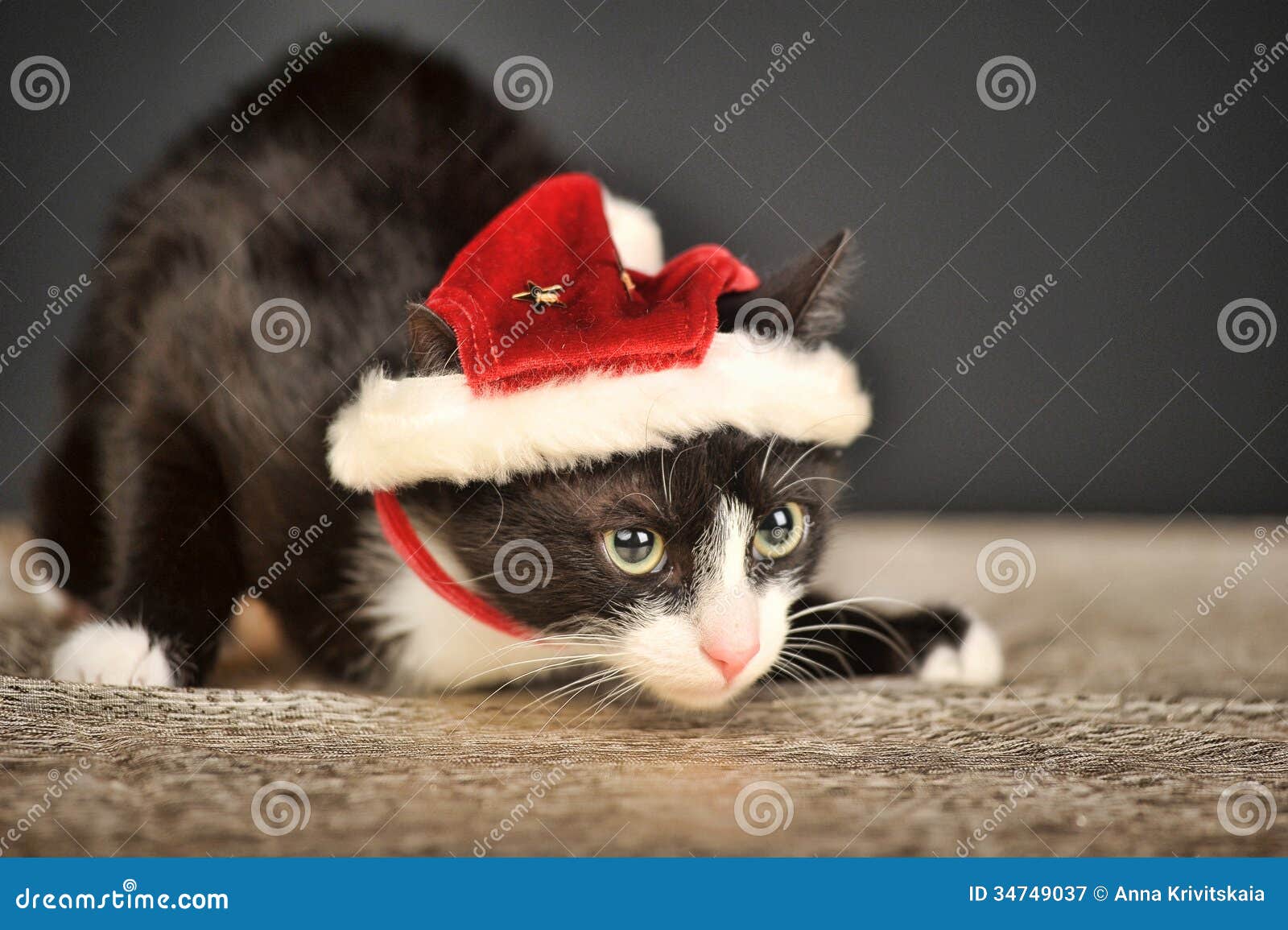 Cat in Christmas hat stock image. Image of eyes, christmas 34749037