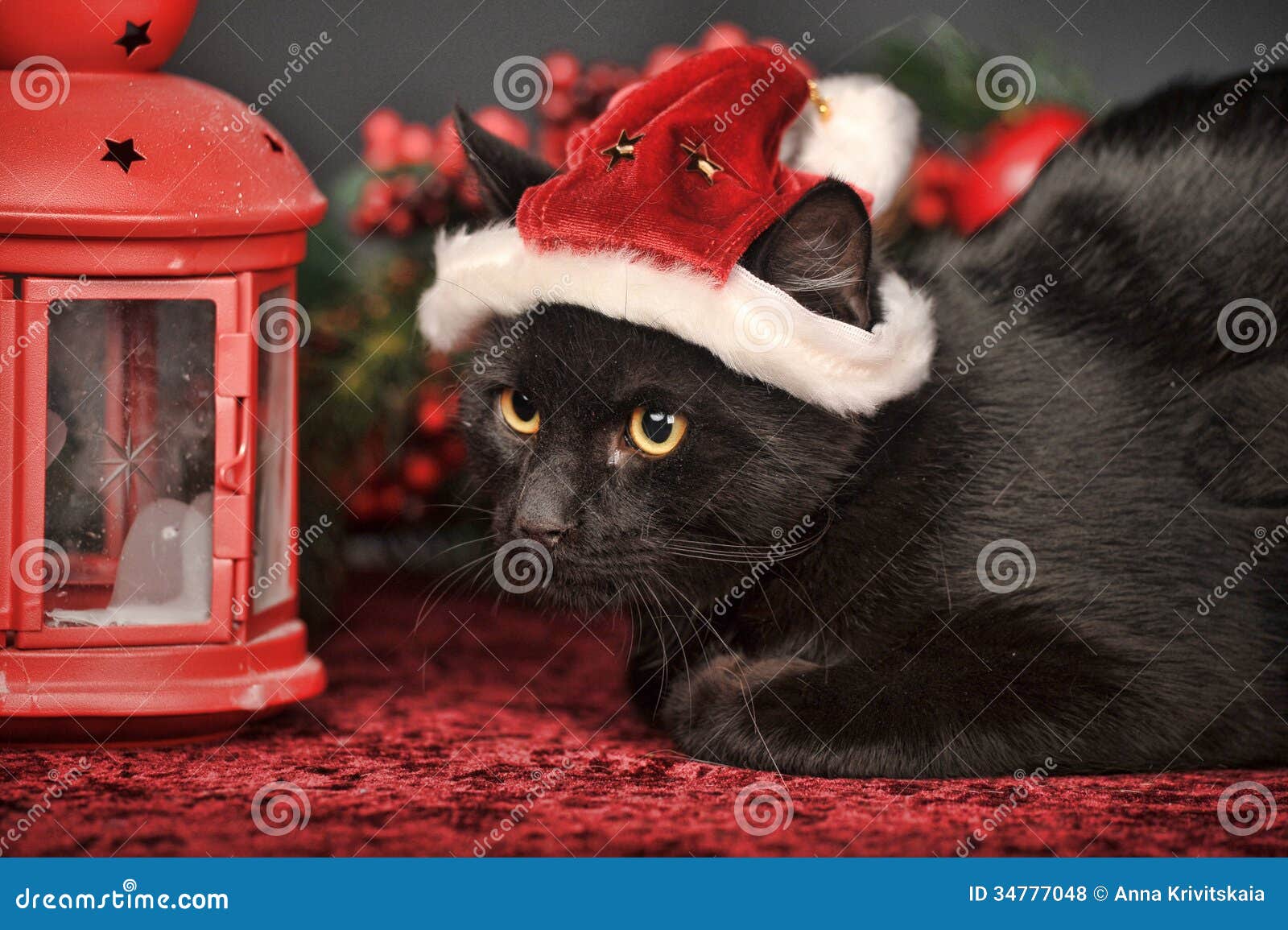 Cat in Christmas hat stock photo. Image of artificial 34777048