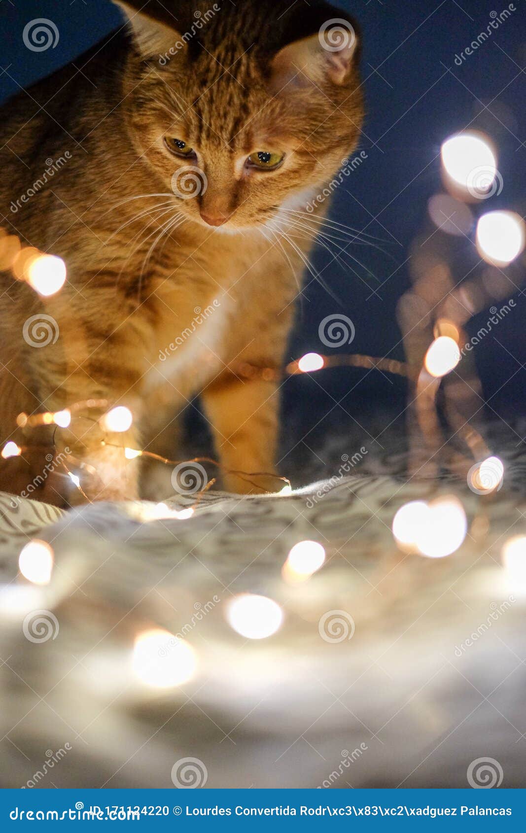 christmas lights cat