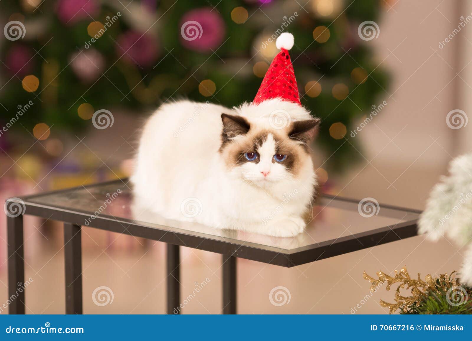 Download Free Xmas Time With Kitten And Rudolph Kitten