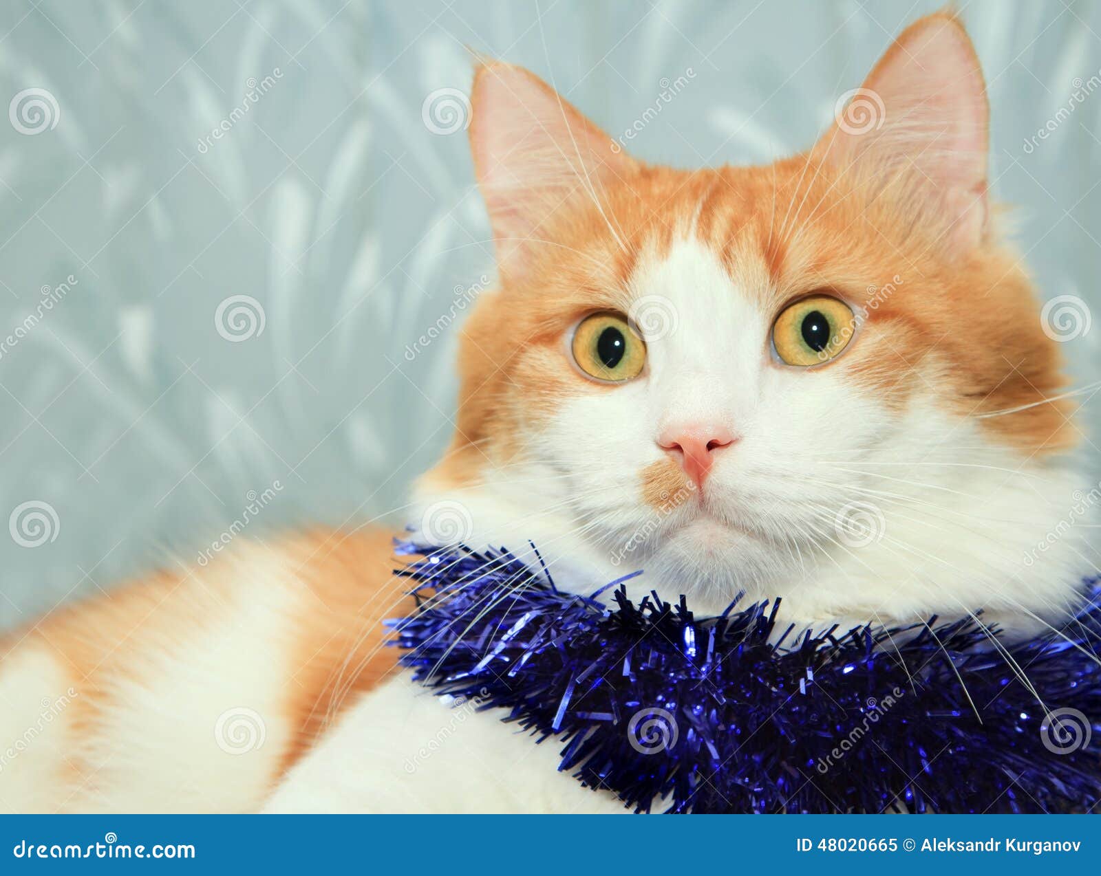 Cat with Christmas Tinsel Decoration Stock Image Image of isolated
