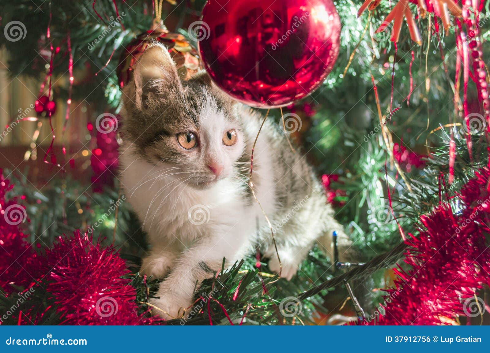 Cat on Christmas Trees stock photo. Image of cute, holidays 37912756