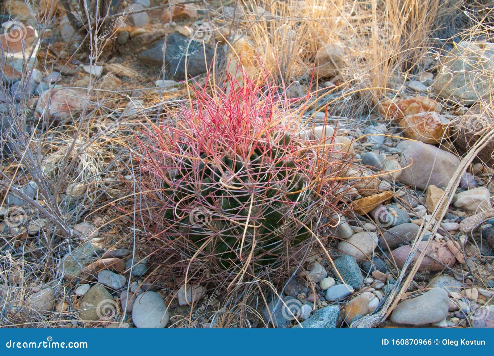 The Cat  Claw  Cactus Ancistrocactus Uncinatus Is A Small 