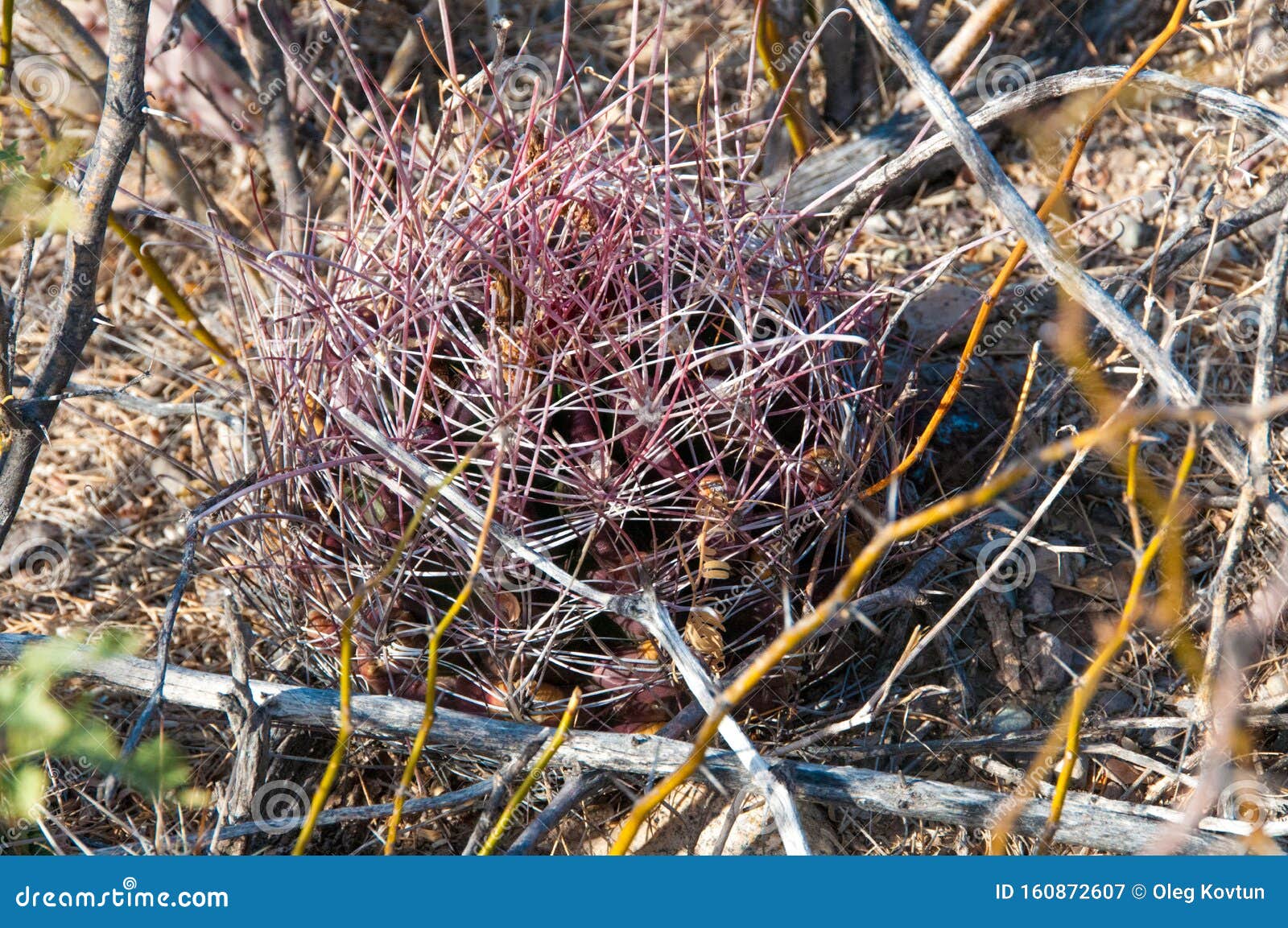 The Cat  Claw  Cactus Ancistrocactus Uncinatus Is A Small 