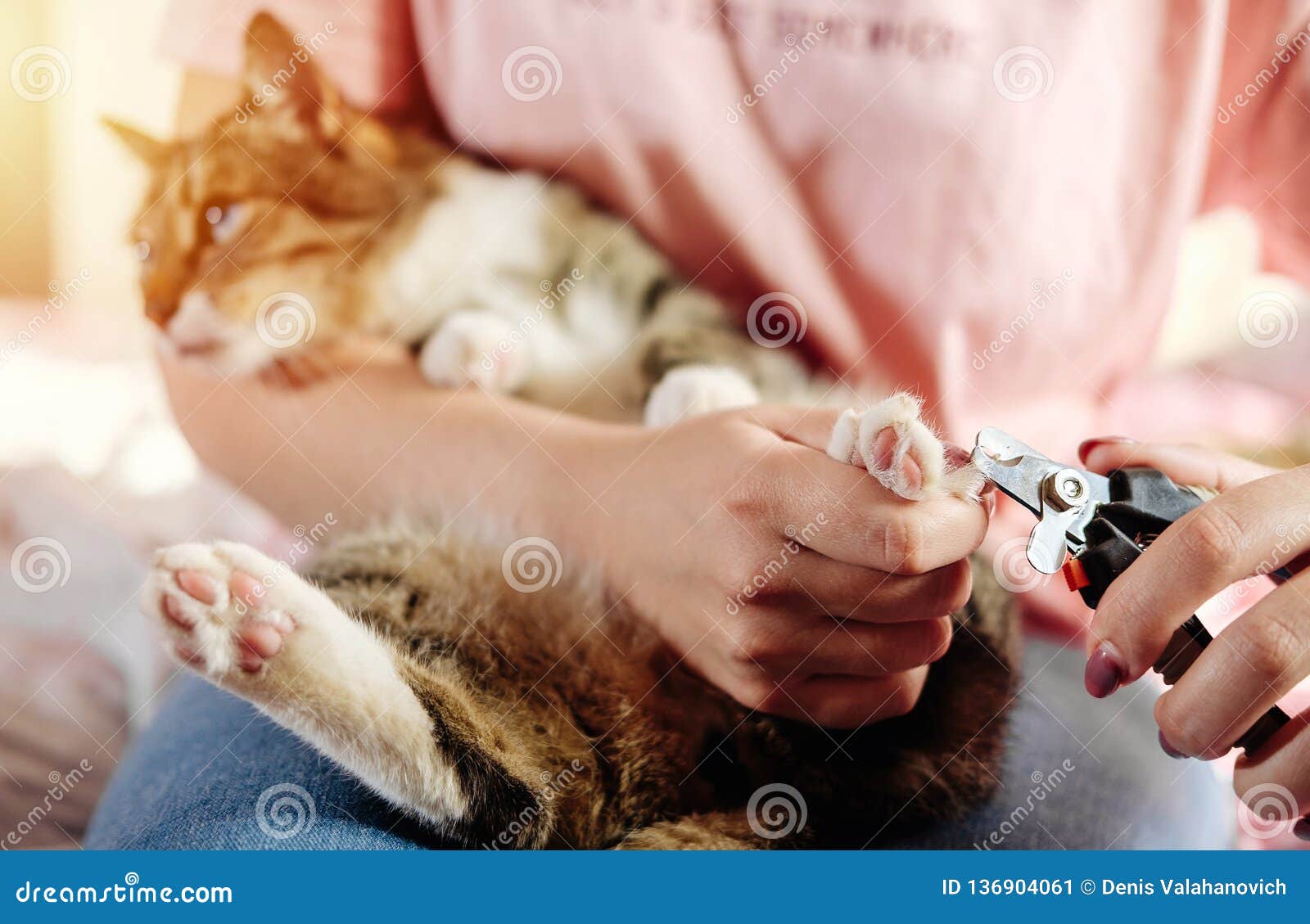 Cuts off the cat claws stock image. Image of medical 136904061