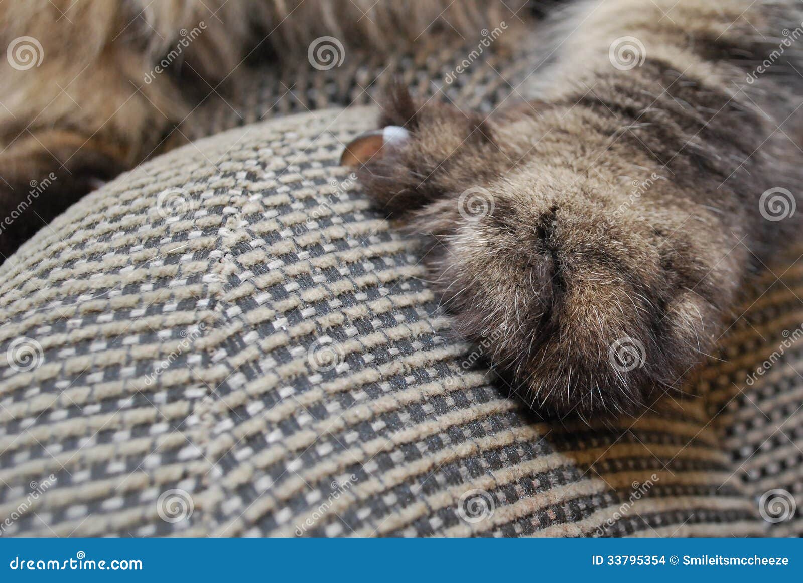 Cat Claw In The Furniture Stock Photo Image Of Animal 33795354