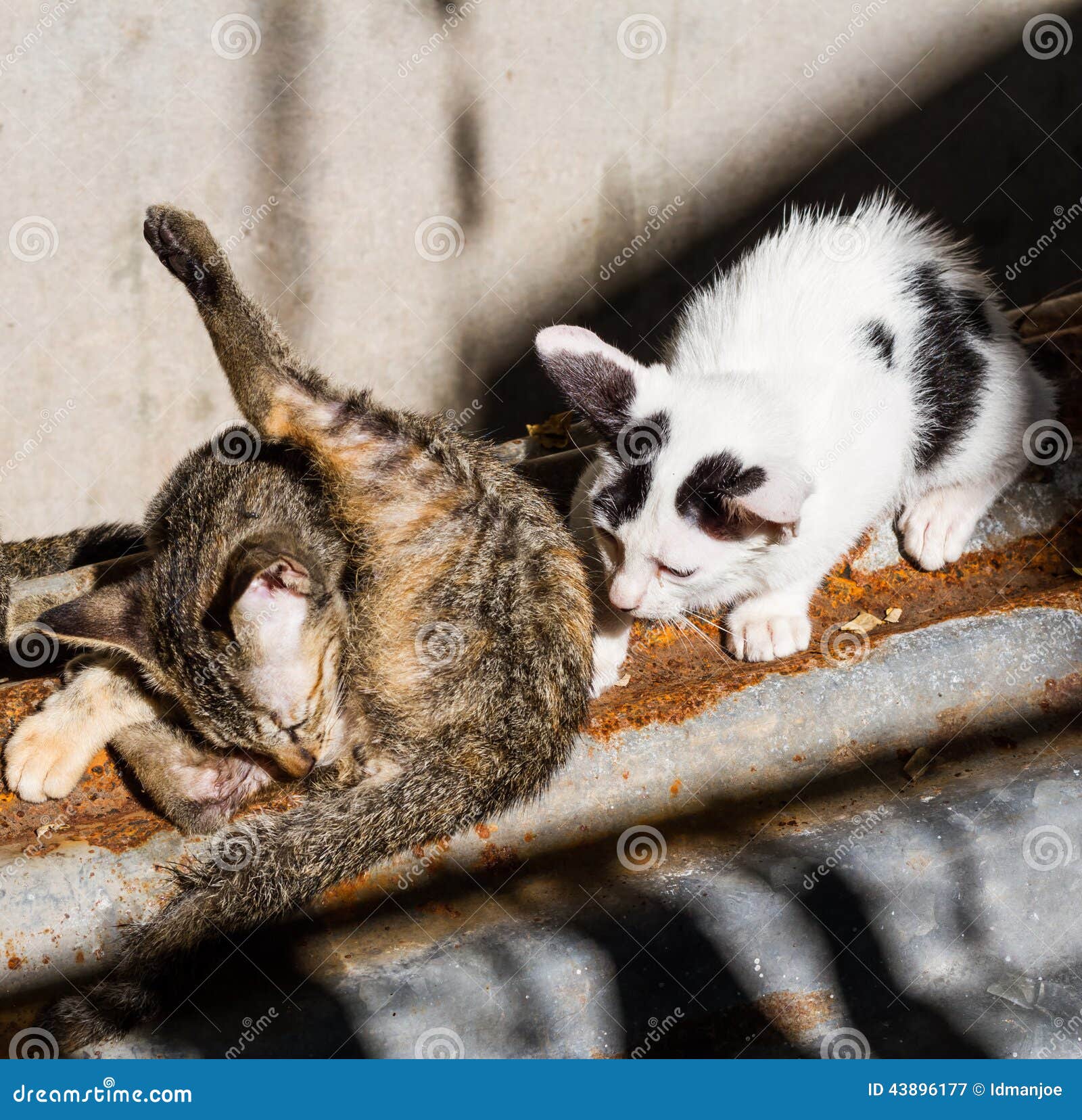 Cat cleaning stock image. Image of lick, gray, face, animal 43896177