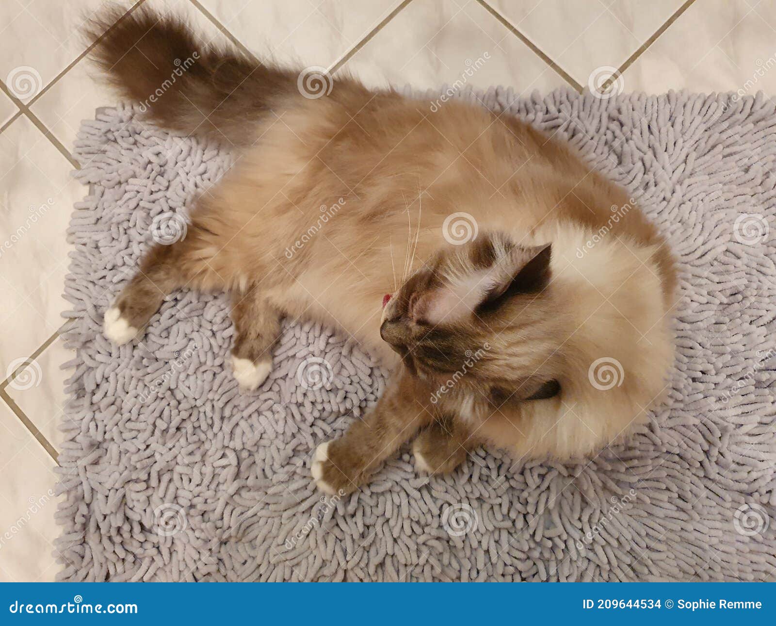 Cat is cleaning its fur stock photo. Image of puppy 209644534