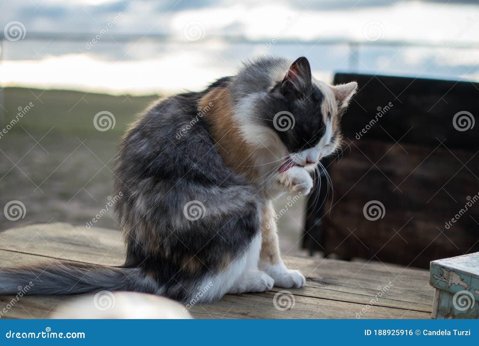 cat cleaning itself on the table