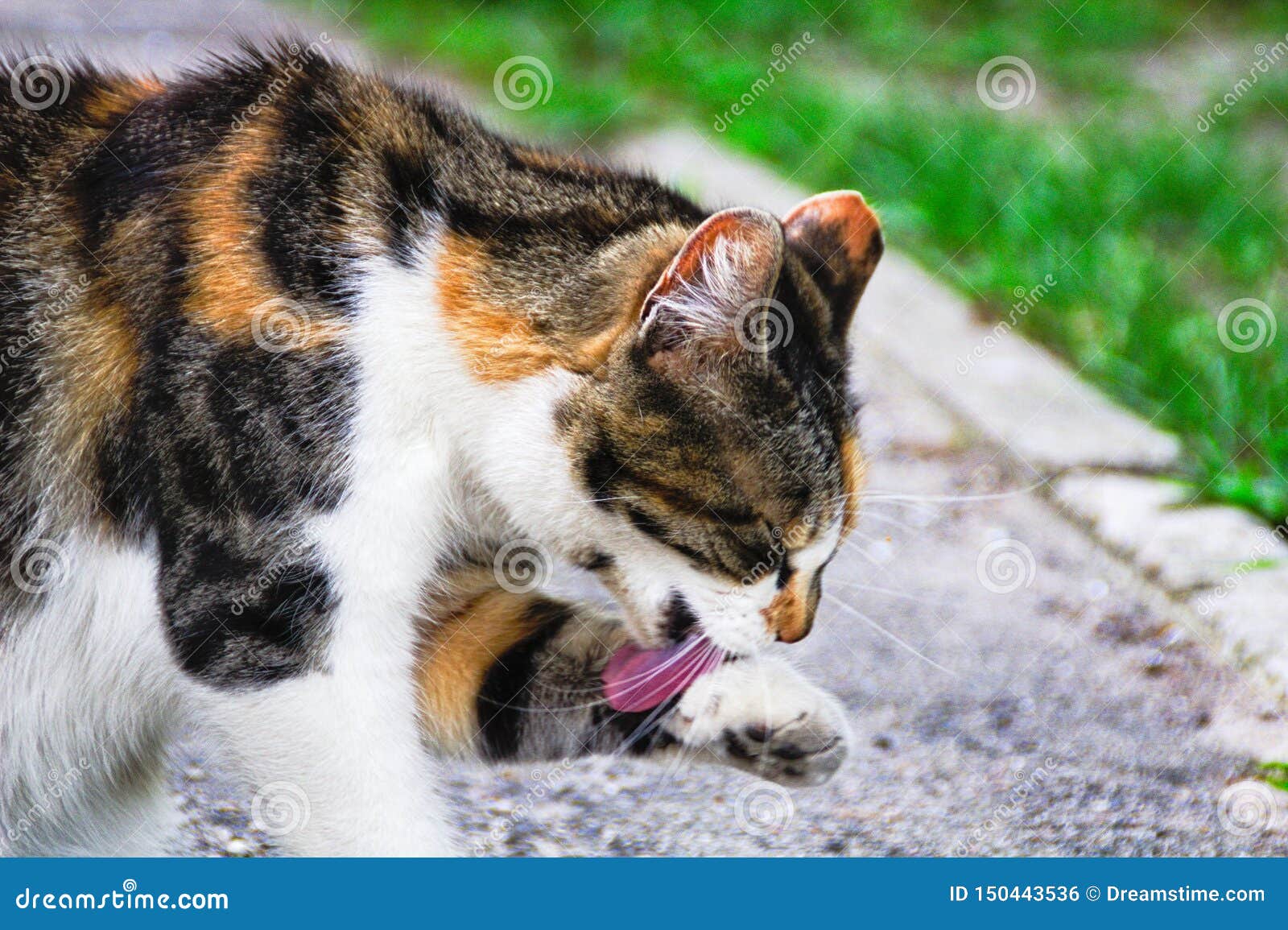 Cat cleans its paw tongue stock photo. Image of playful 150443536