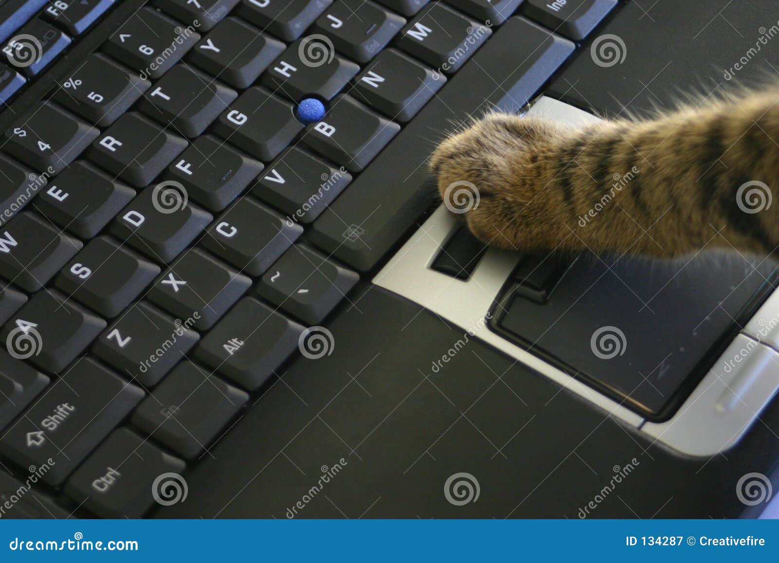  Cat  click  laptop mouse stock image Image of kitten 