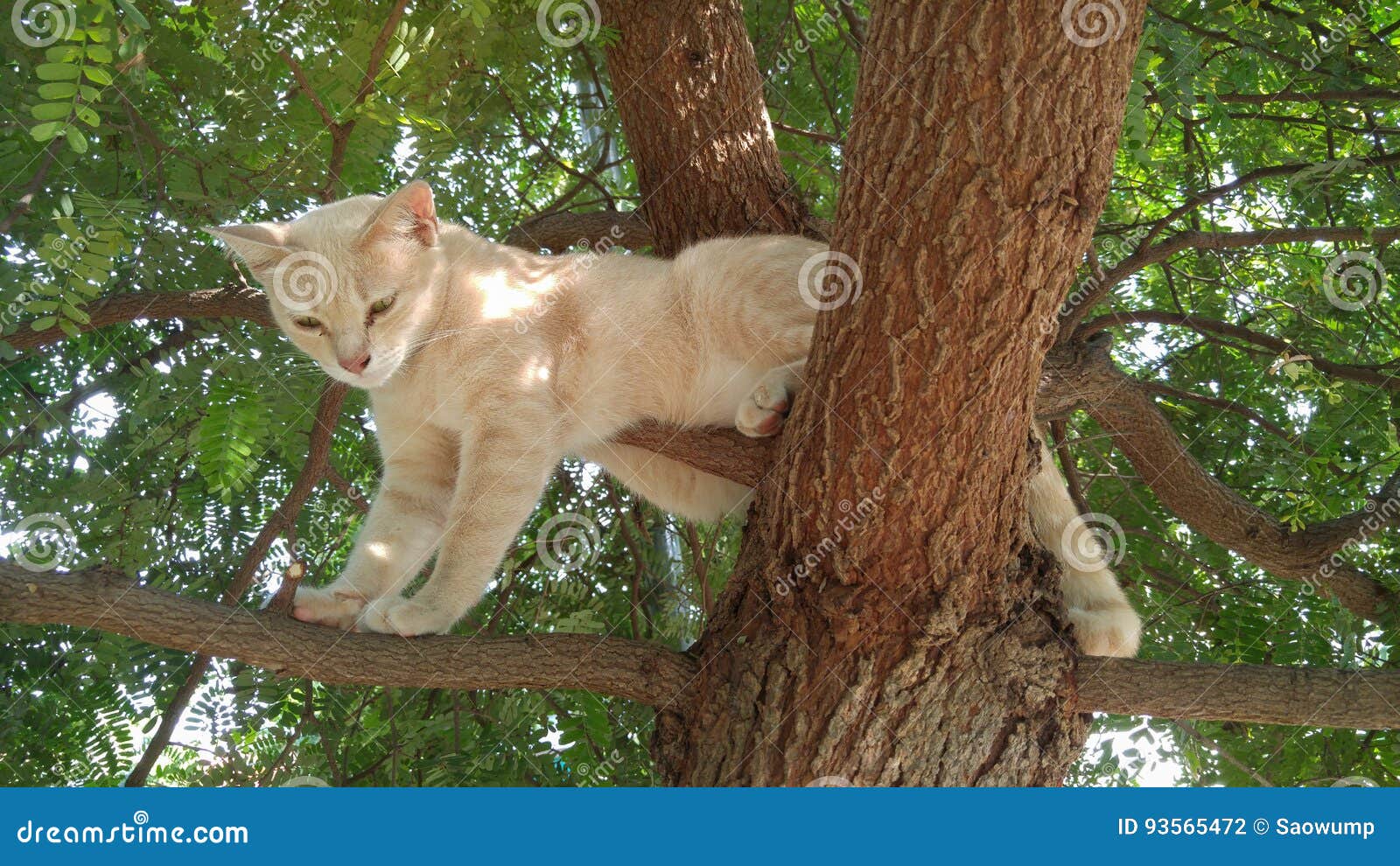 Cat climber tree stock photo. Image of tree, plant, nature 93565472
