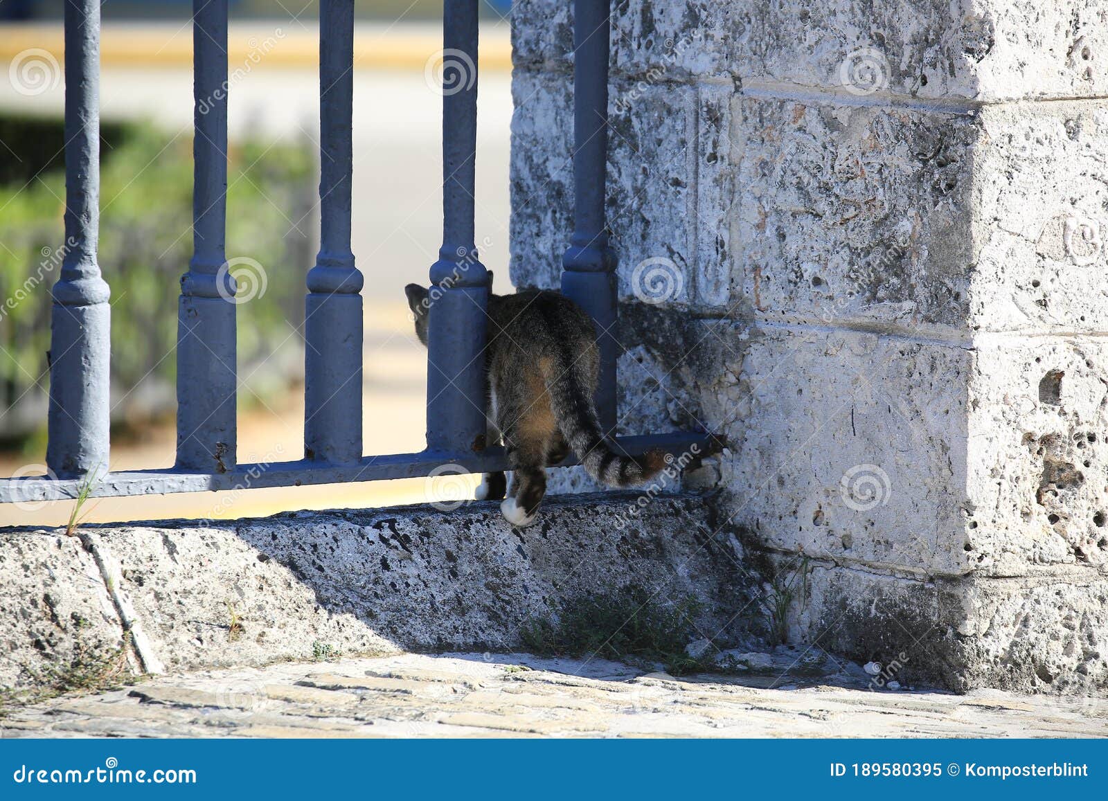 a cat climbs through the fence of the fortress la real fuerza, close-up