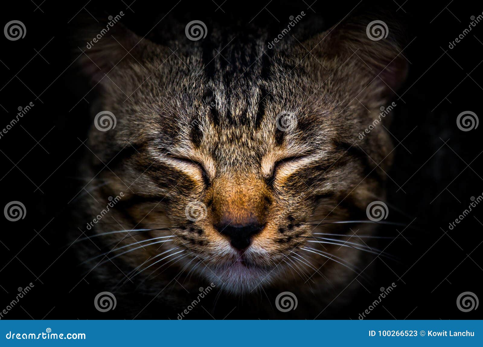 Cat while Close Eyes in the Dark Stock Image Image of darkcute